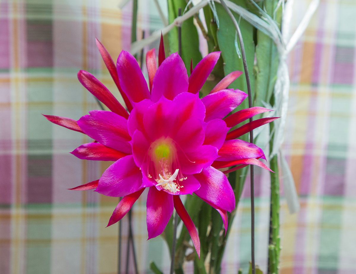 4G7A2983.jpg