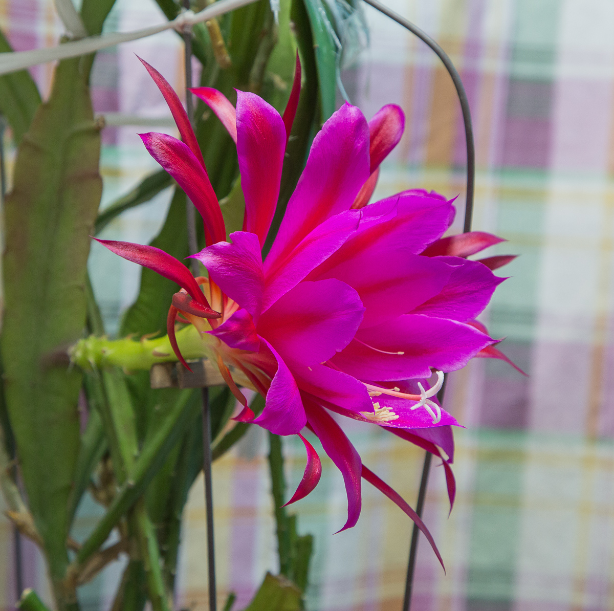 4G7A2990.jpg
