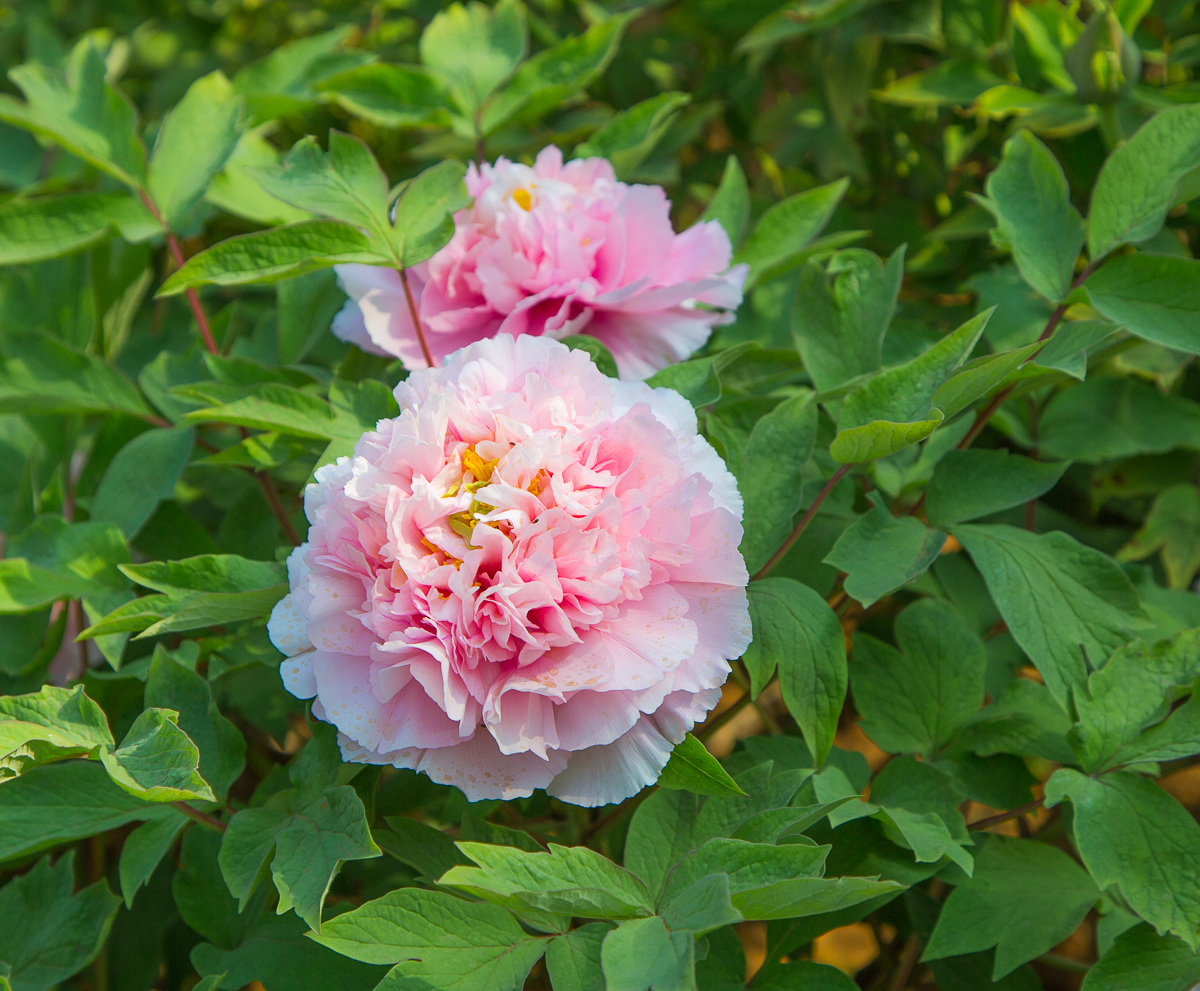 4G7A1564.jpg