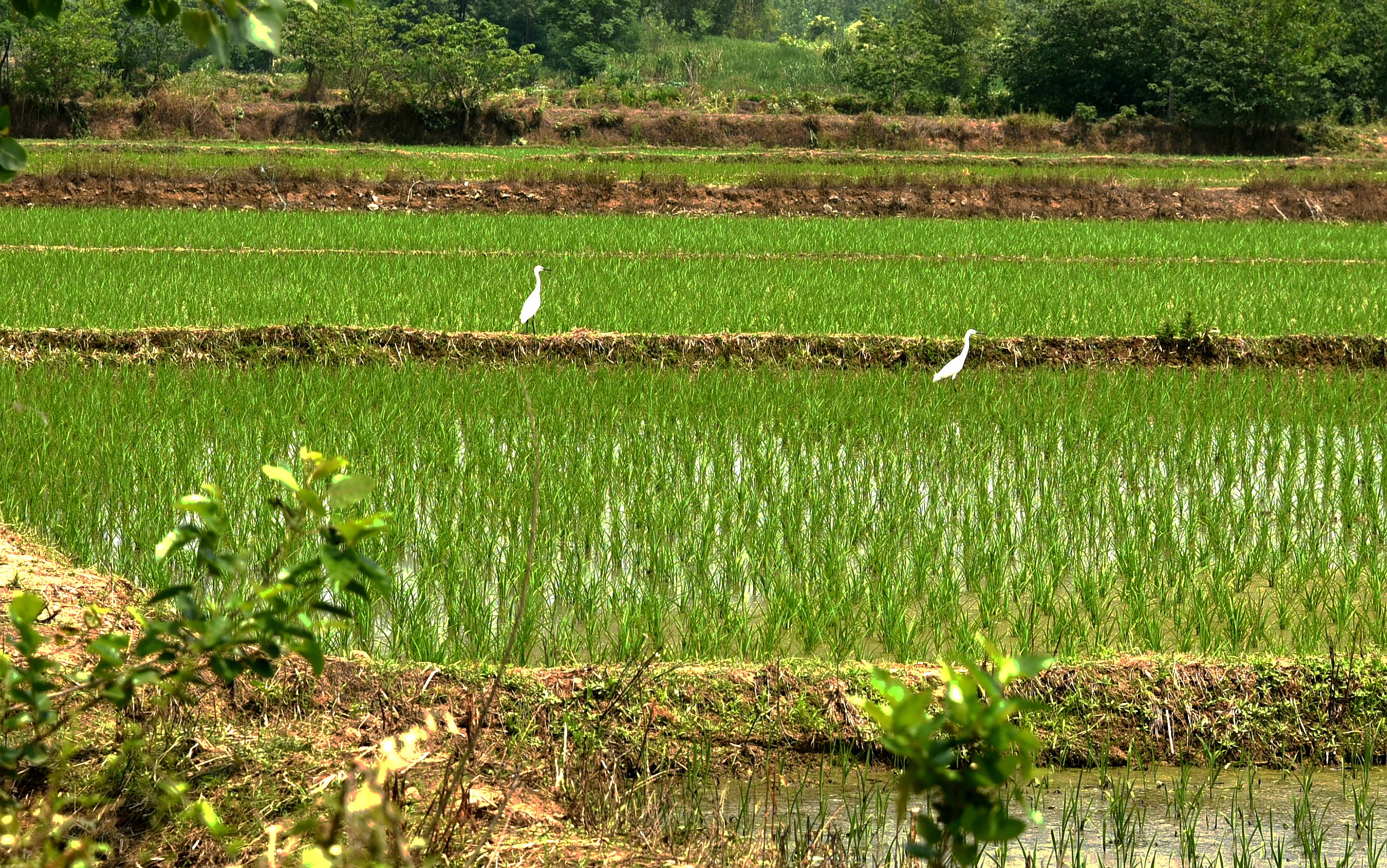 DSC_0088.JPG