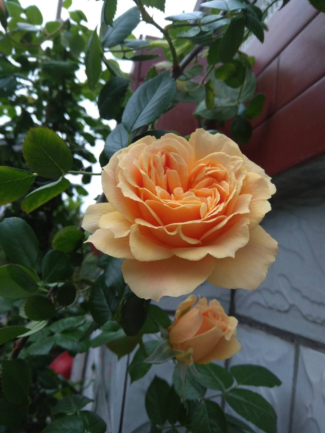 IMG_20190421_070637.jpg