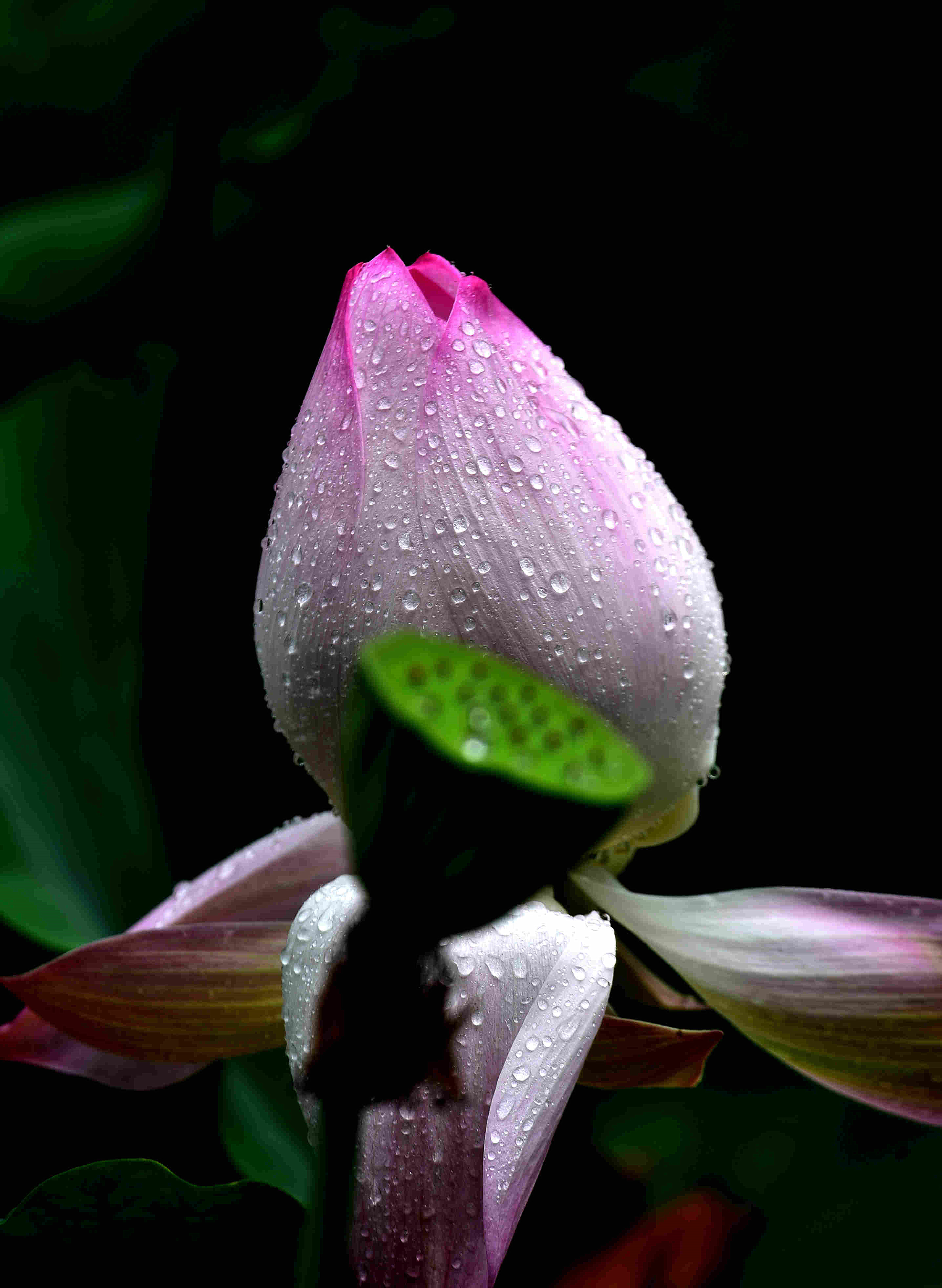 DSC_2597 m.jpg