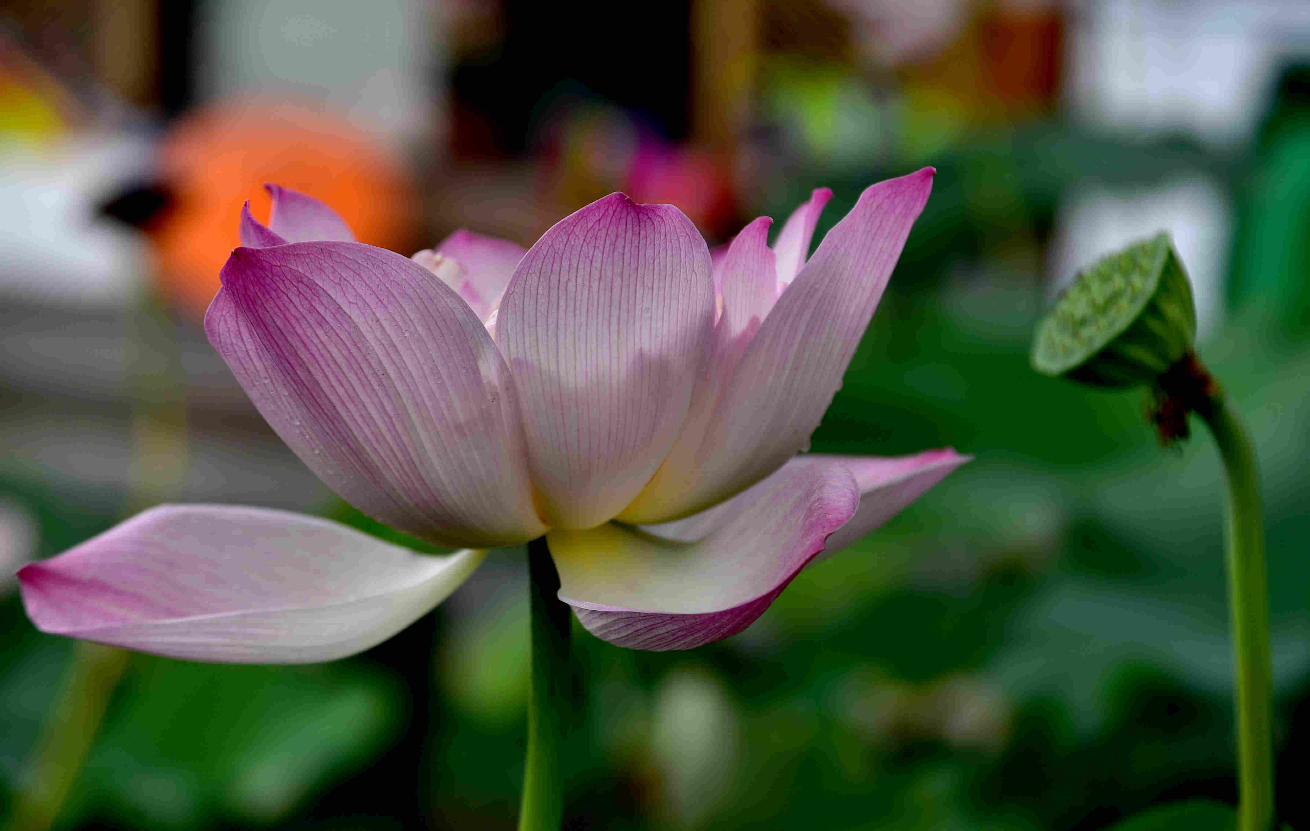 DSC_2583 0.jpg