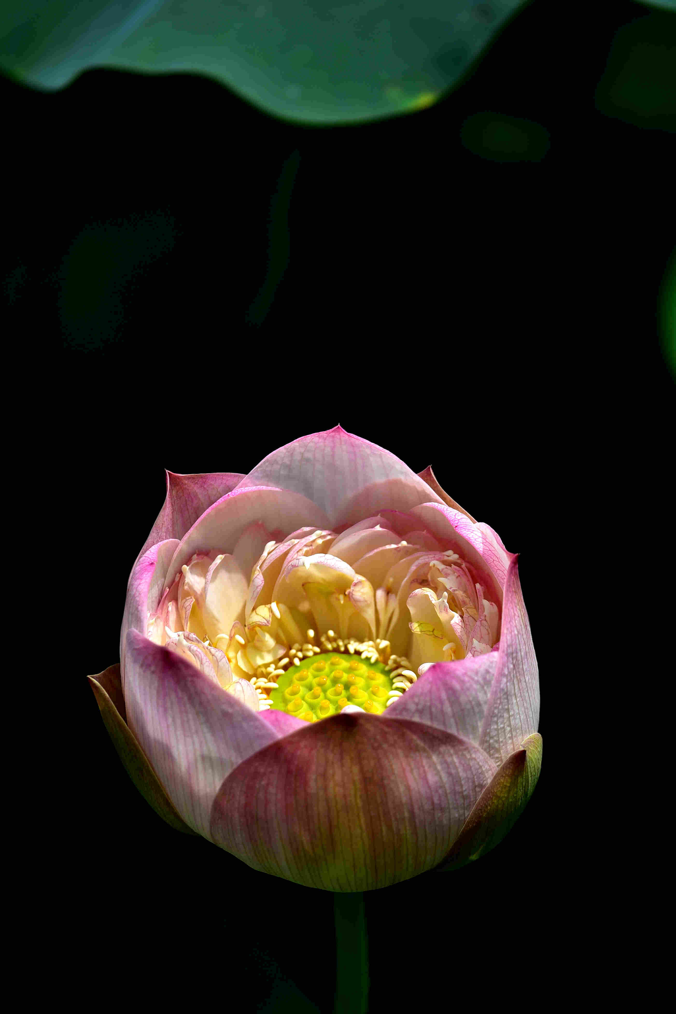 DSC_2577 g.jpg