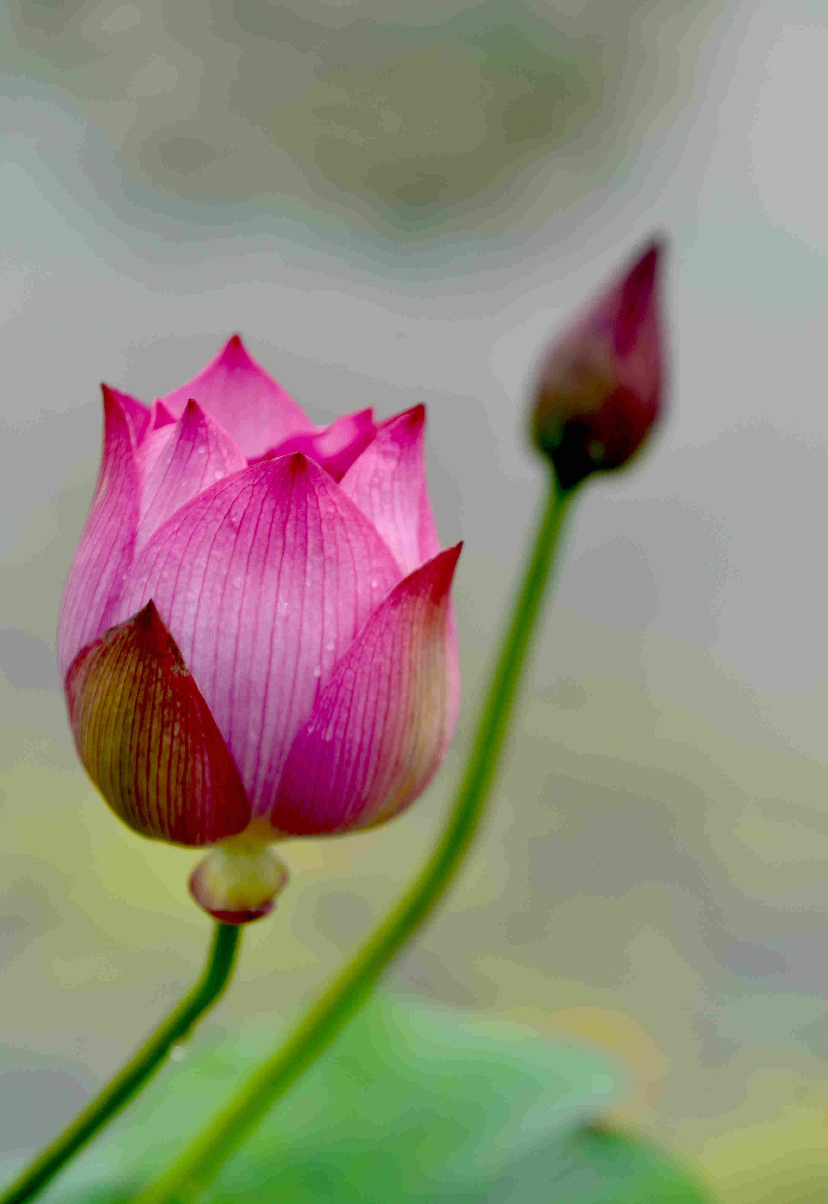 DSC_2610 m.jpg