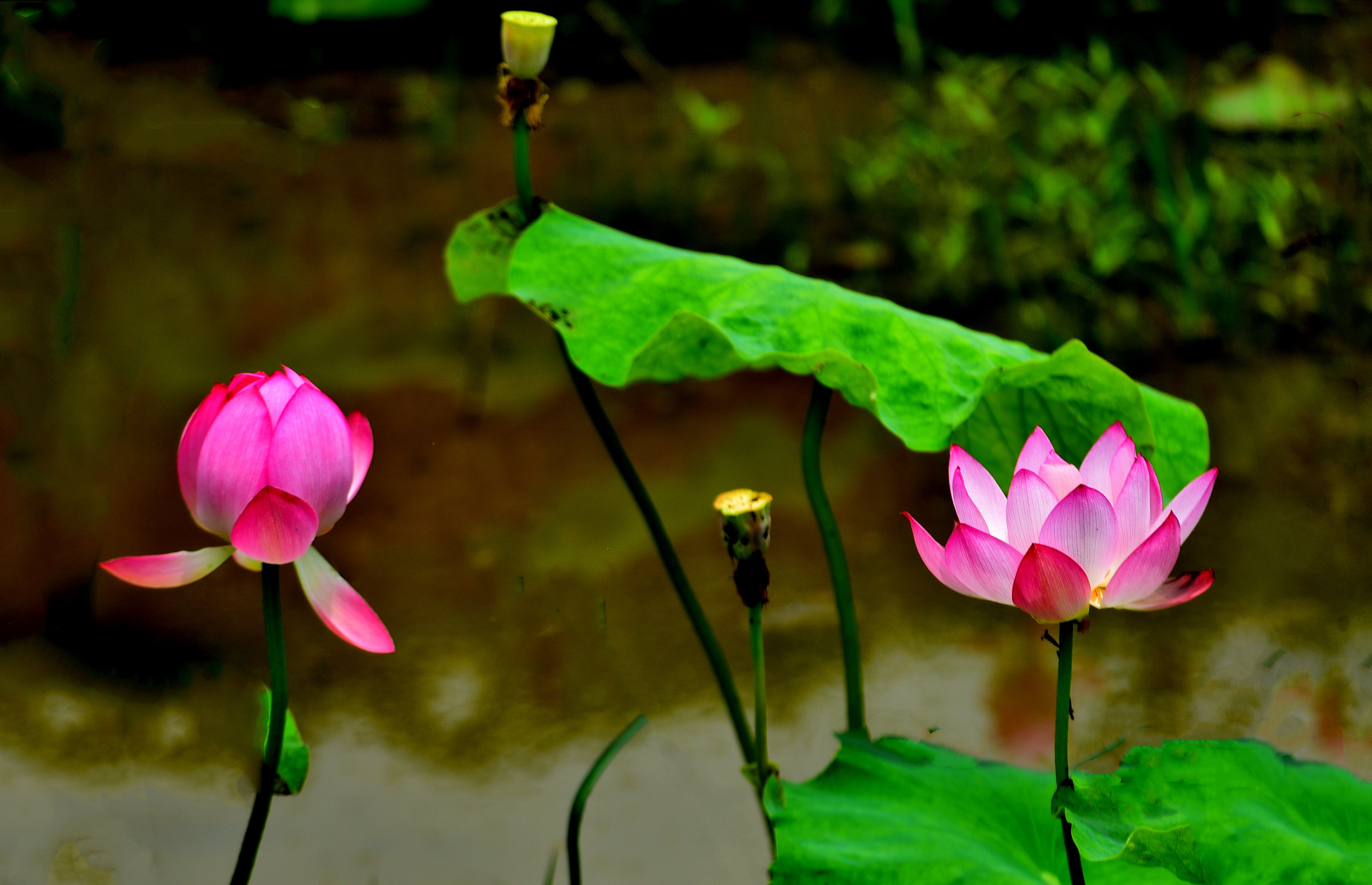 DSC_3278 n2.jpg