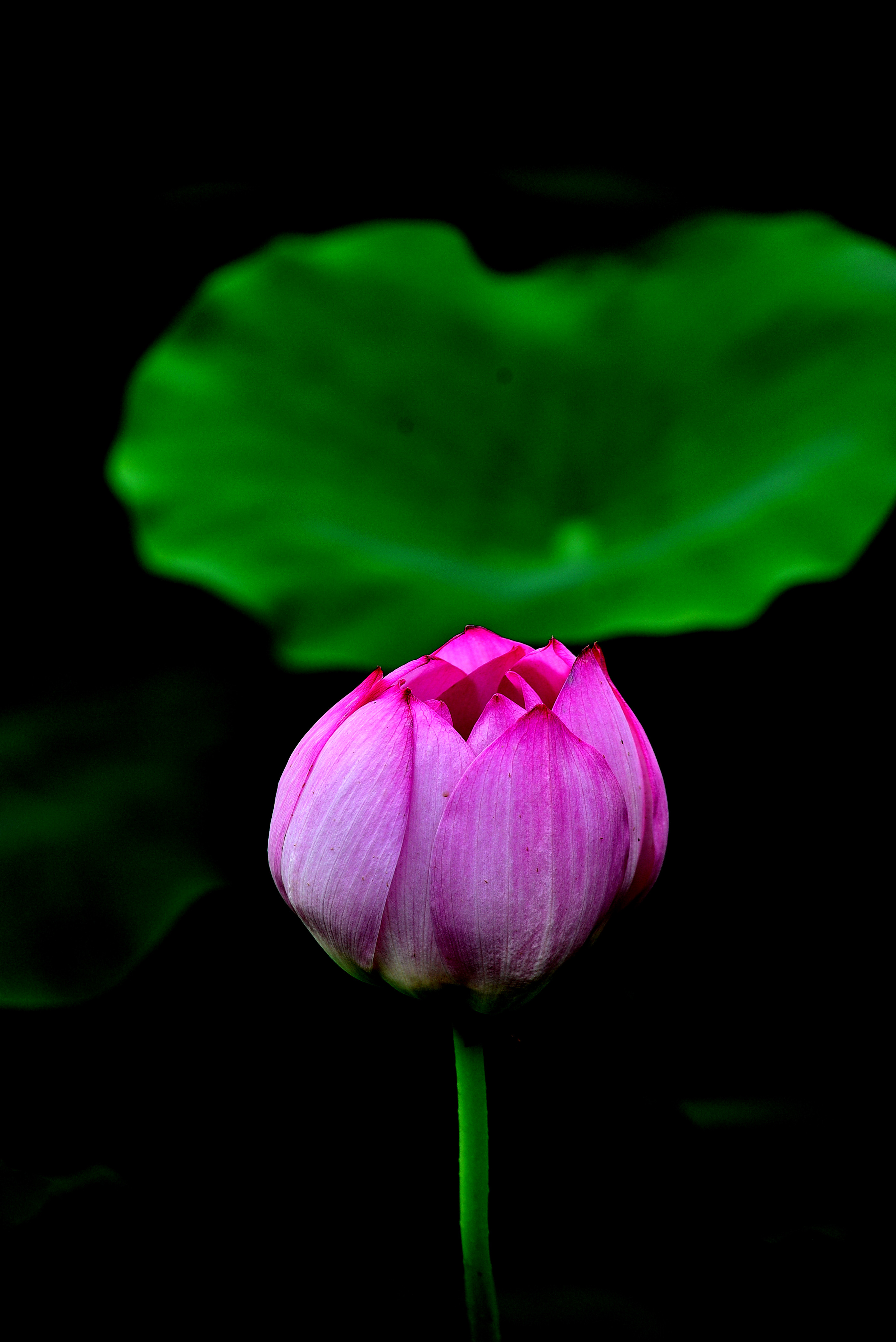 DSC_3286 n2.jpg