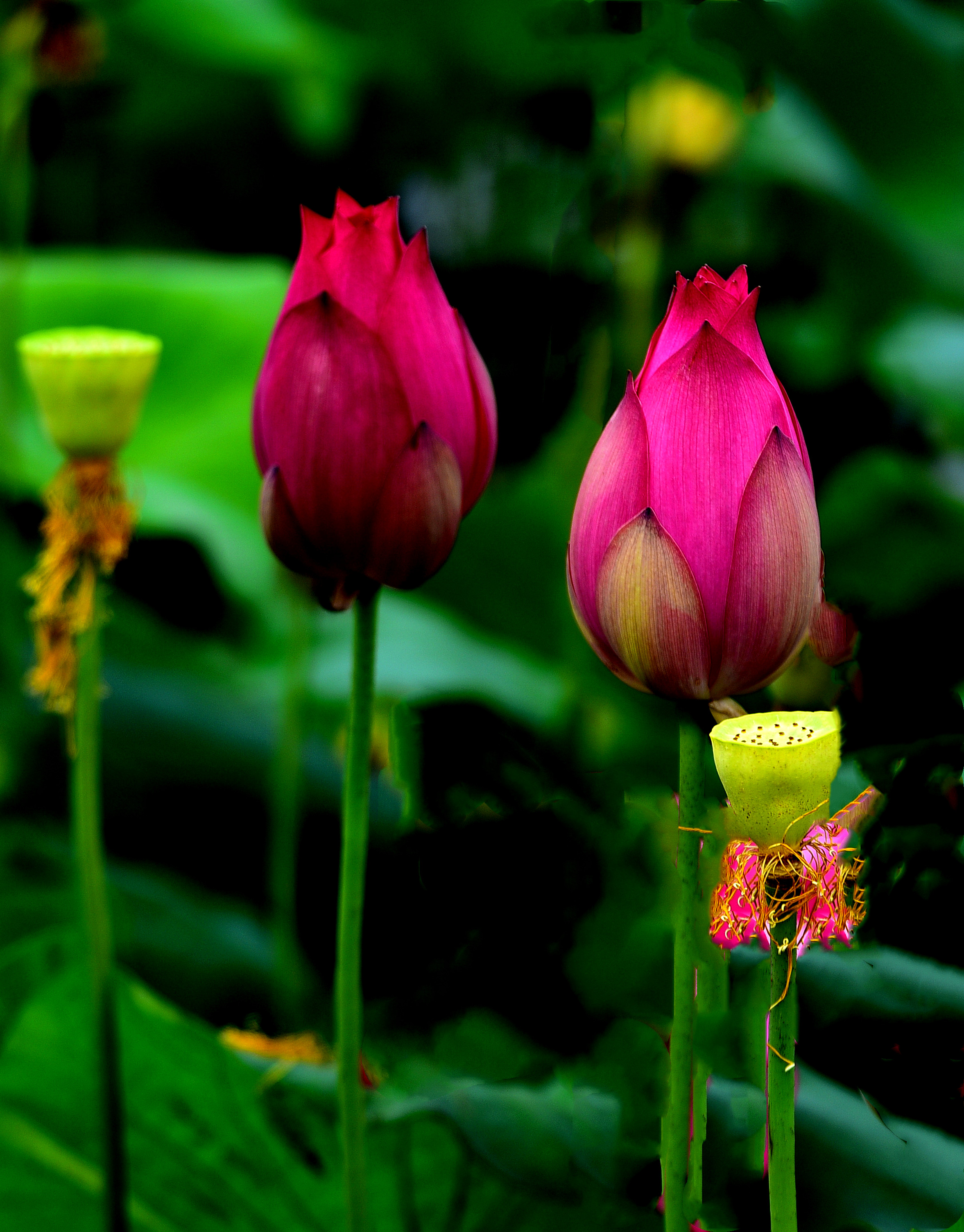 DSC_3281 n22.jpg