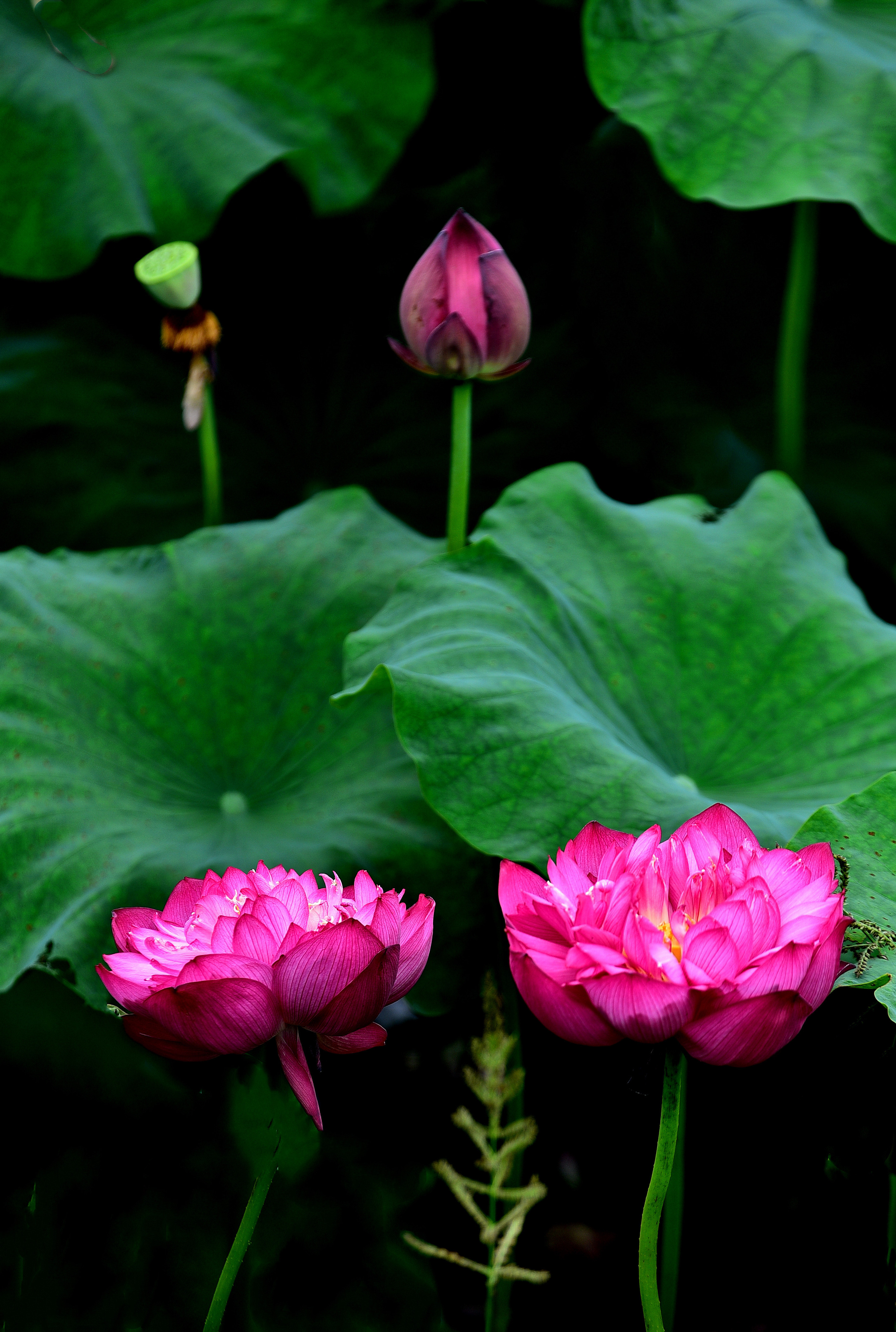 DSC_3303  n2.jpg