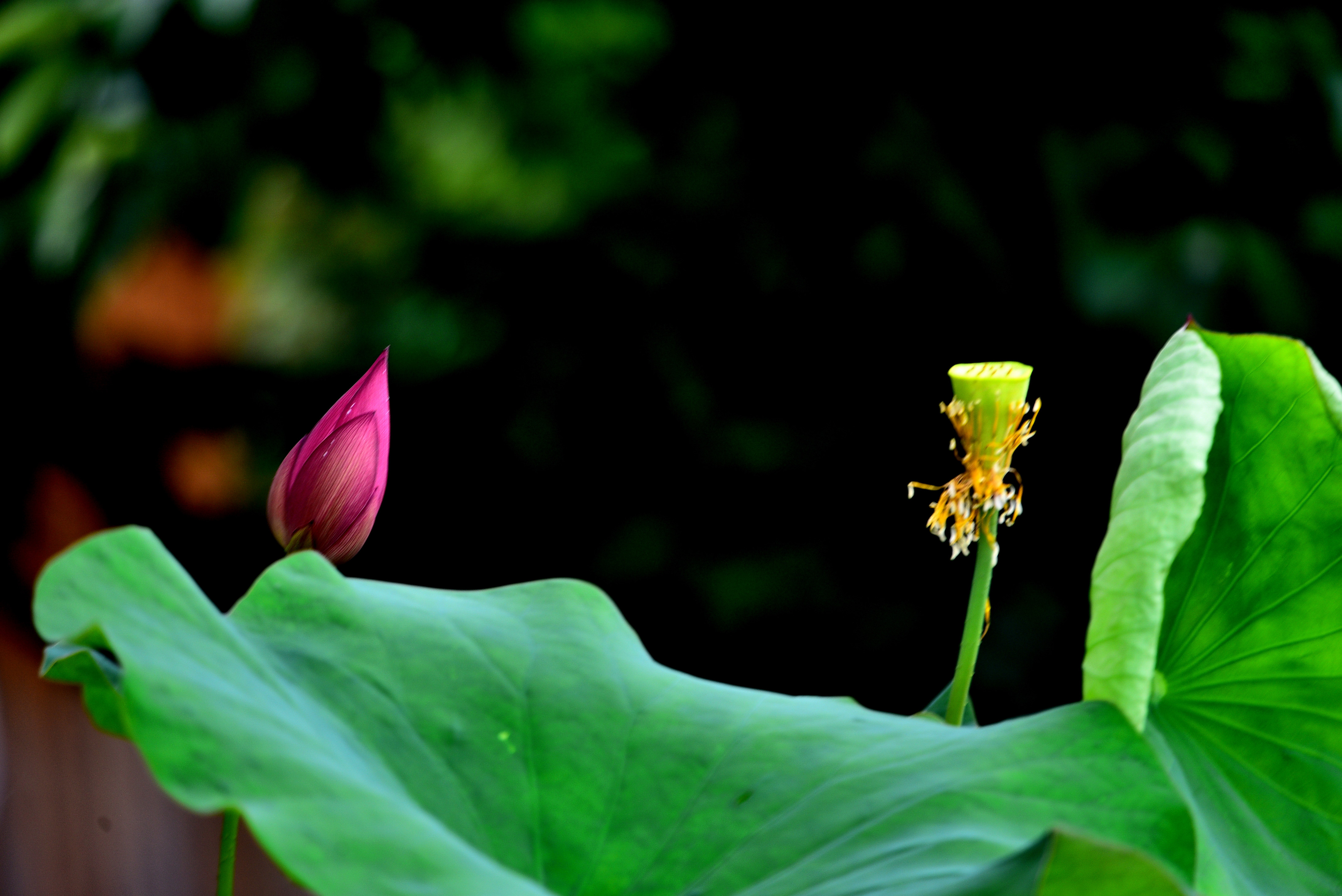 DSC_3334 n2.jpg