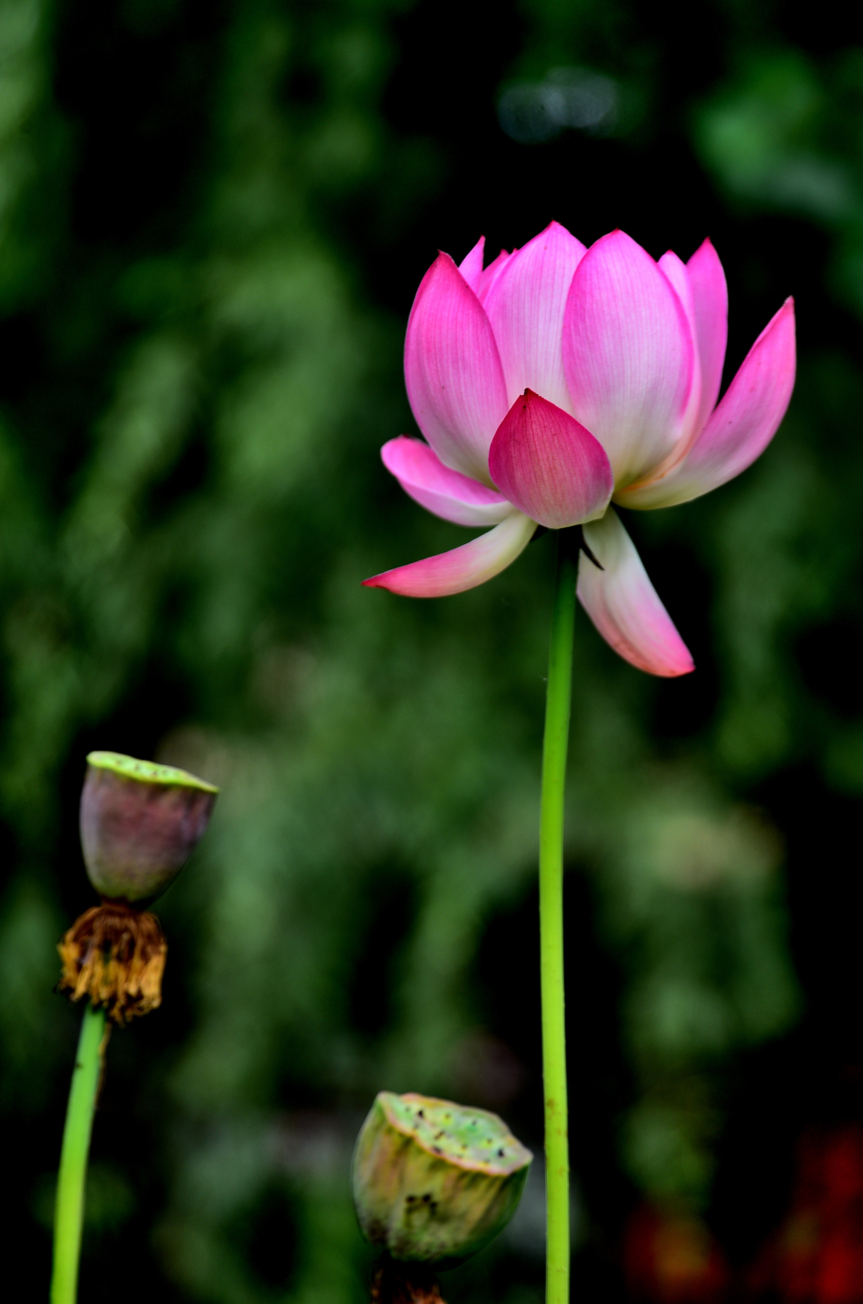 DSC_3318 nn2.jpg