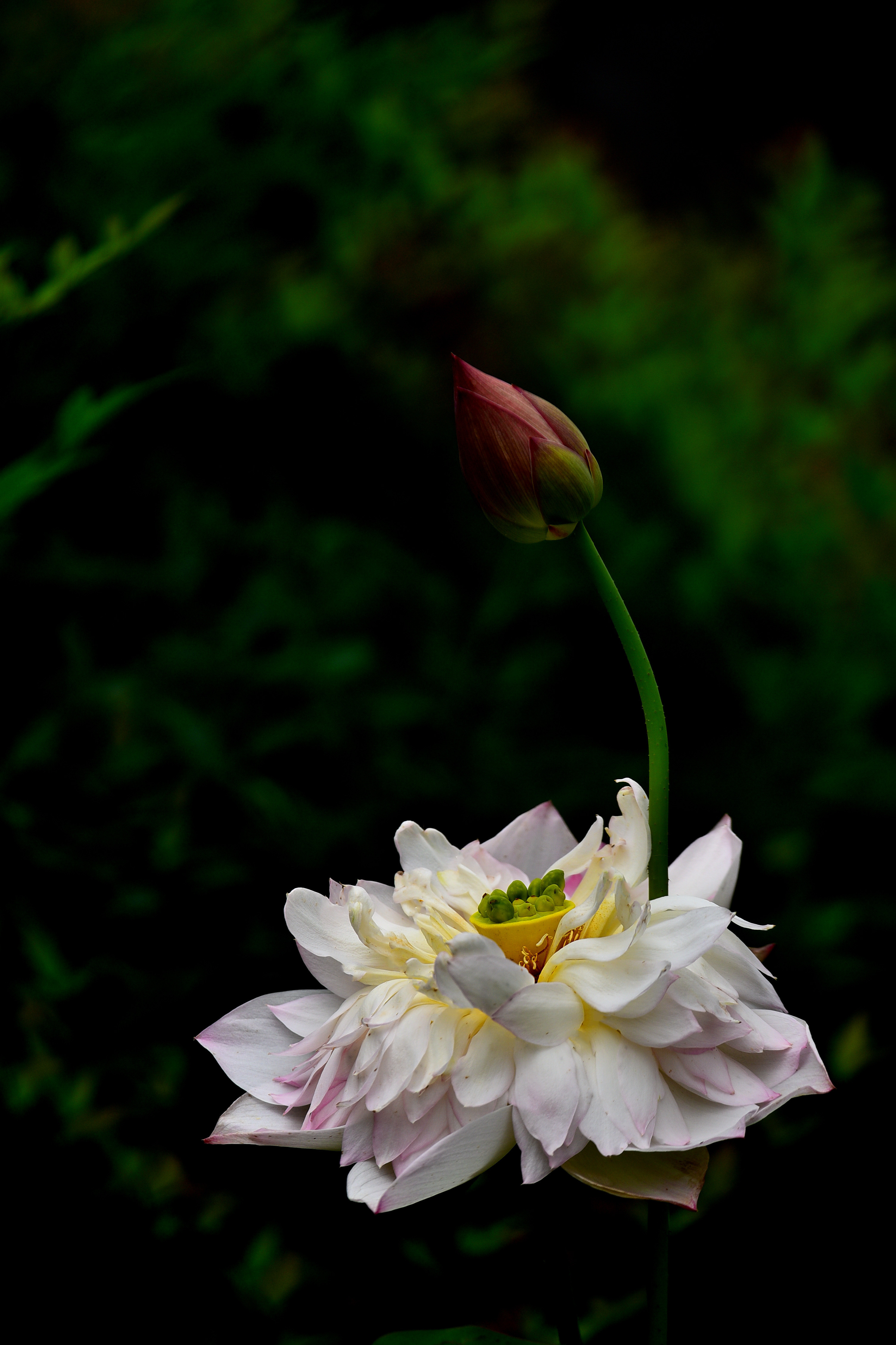 DSC_3323 n 23.jpg
