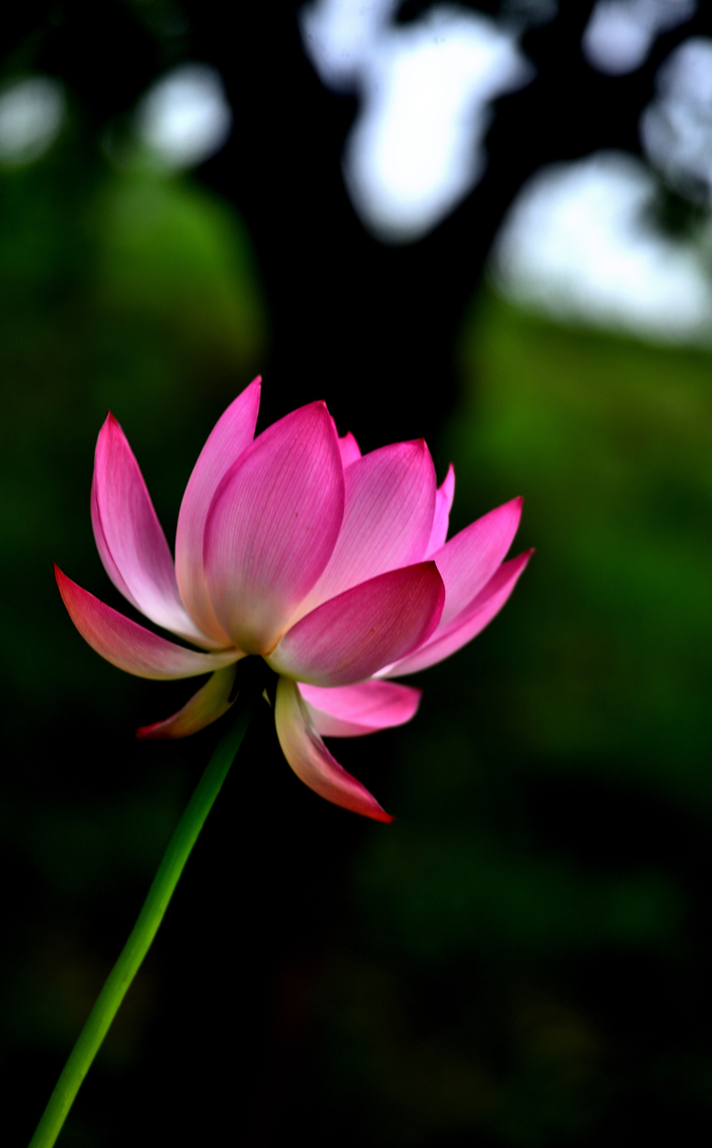 DSC_3319 n 2.jpg