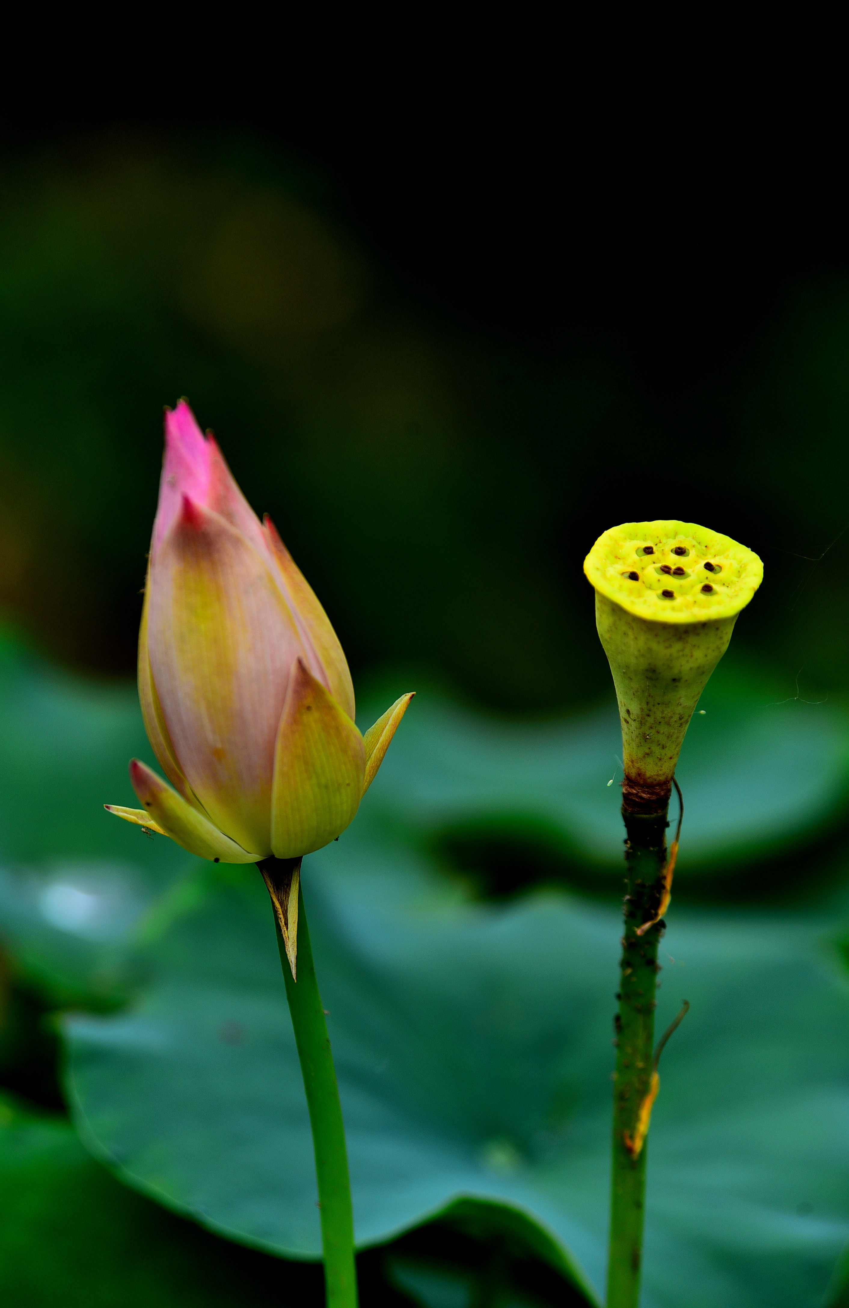 DSC_3326 n2.jpg
