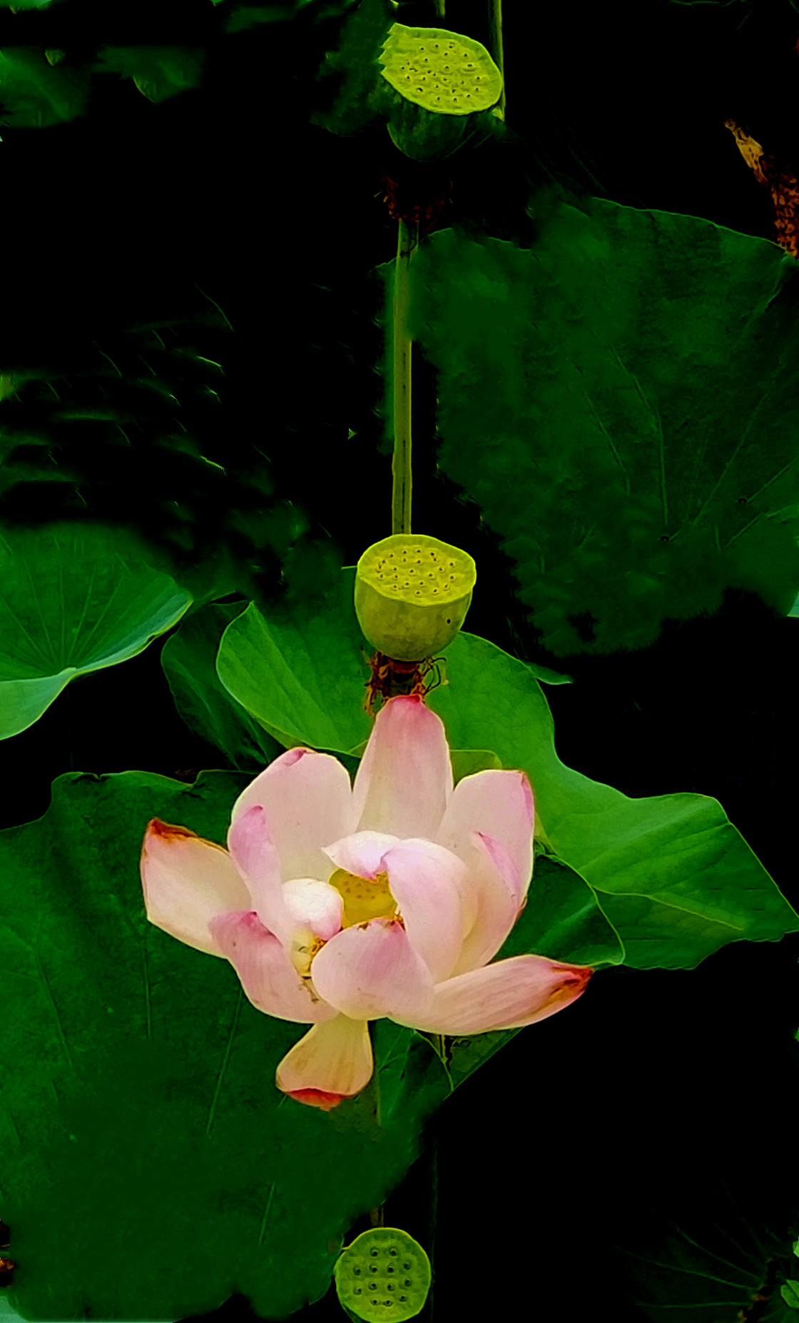 20190630_124648_副本2.jpg