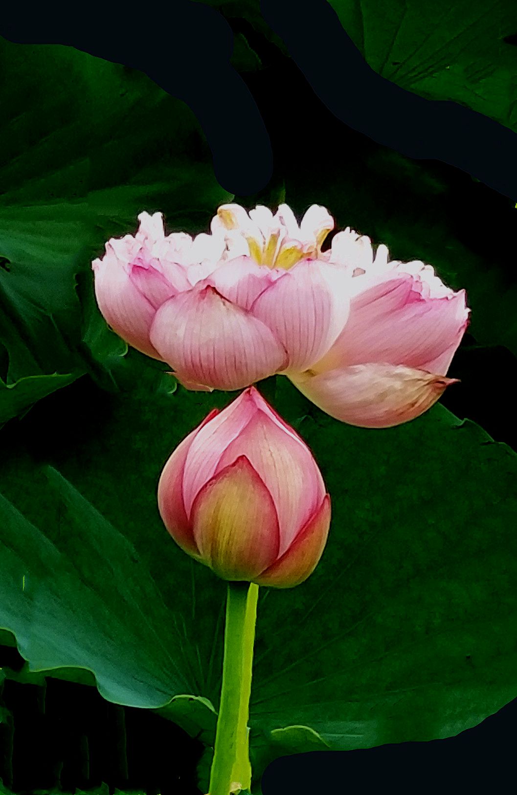 20190630_133239 m2.jpg