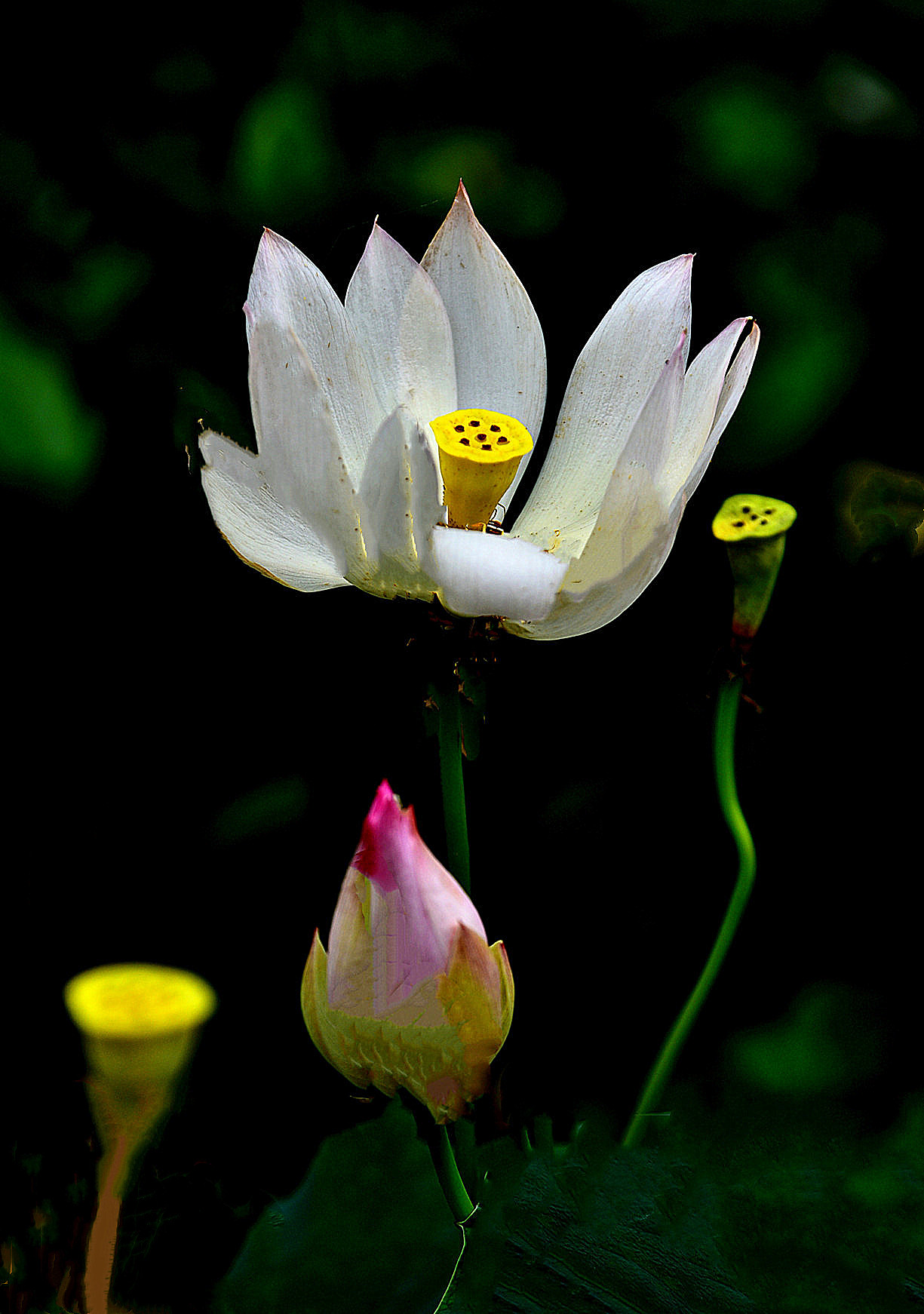 DSC_3325 n 23 m3.jpg