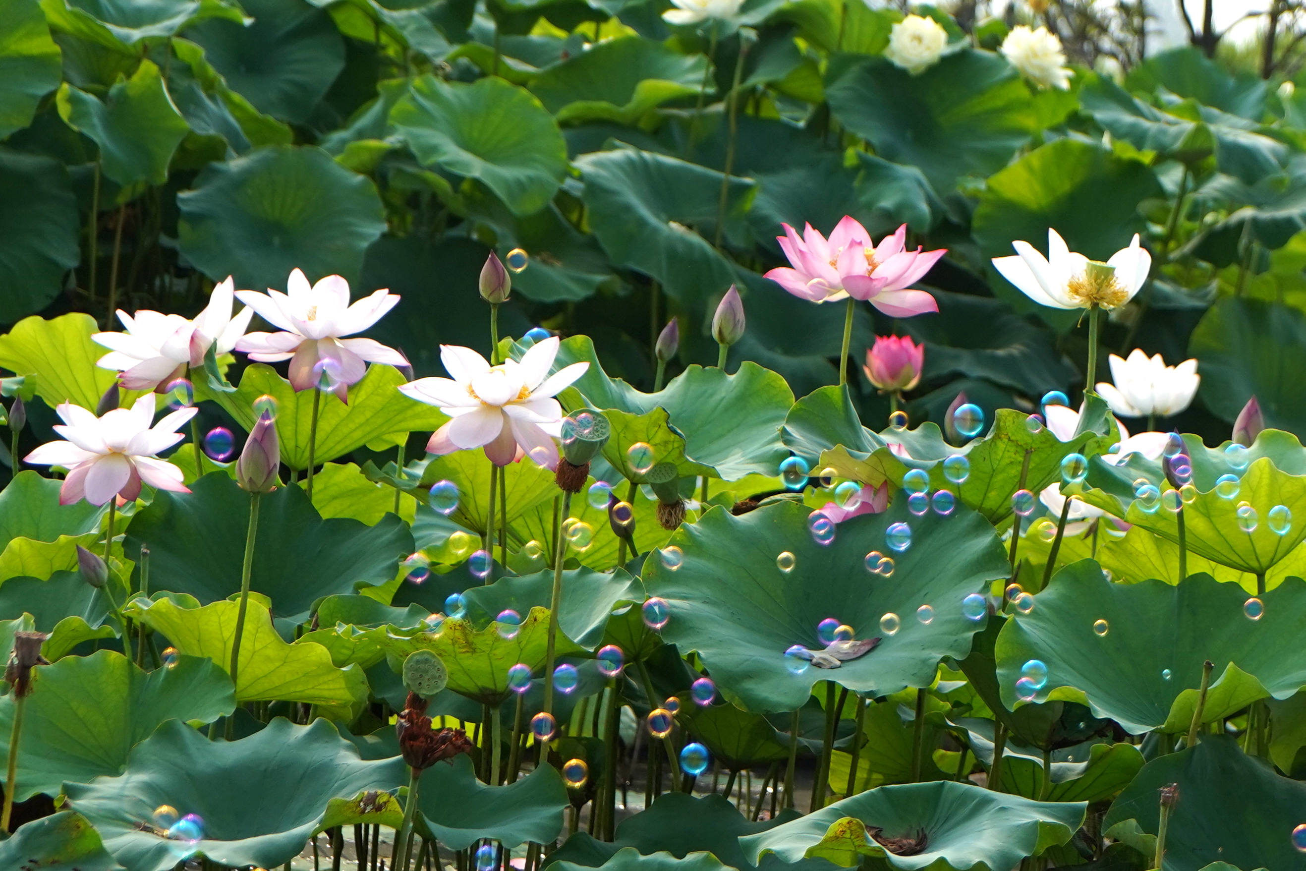 DSC09255_仓桥.jpg