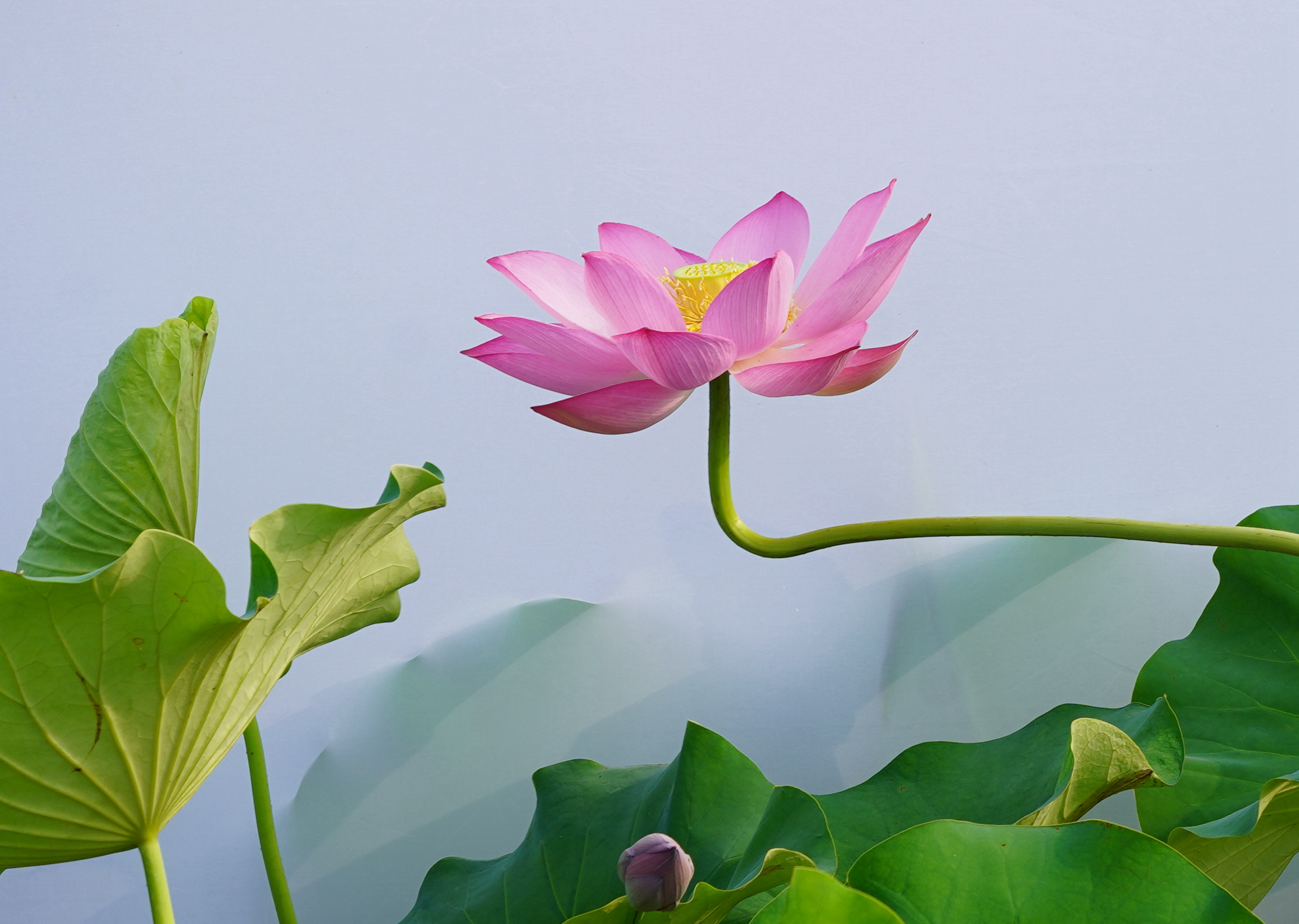 DSC09296仓桥.jpg