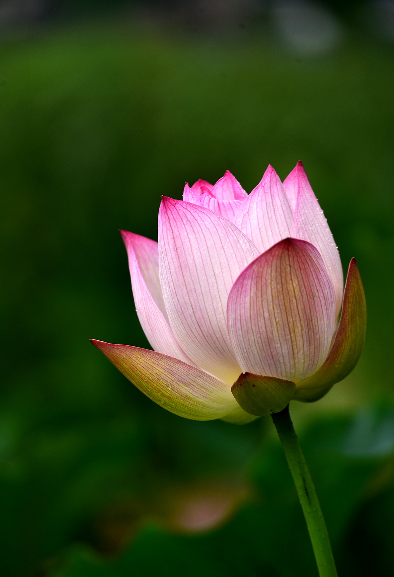 DSC_3368  n2.jpg