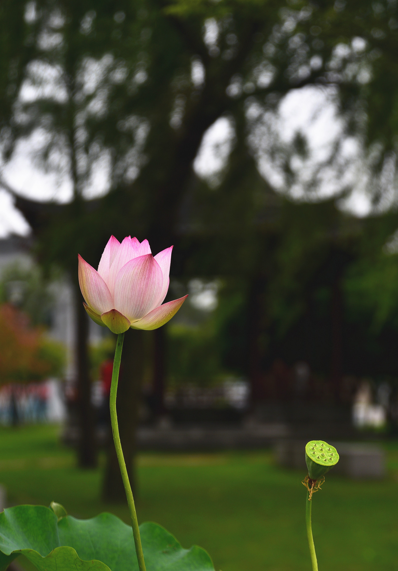 DSC_3373 n 2.jpg