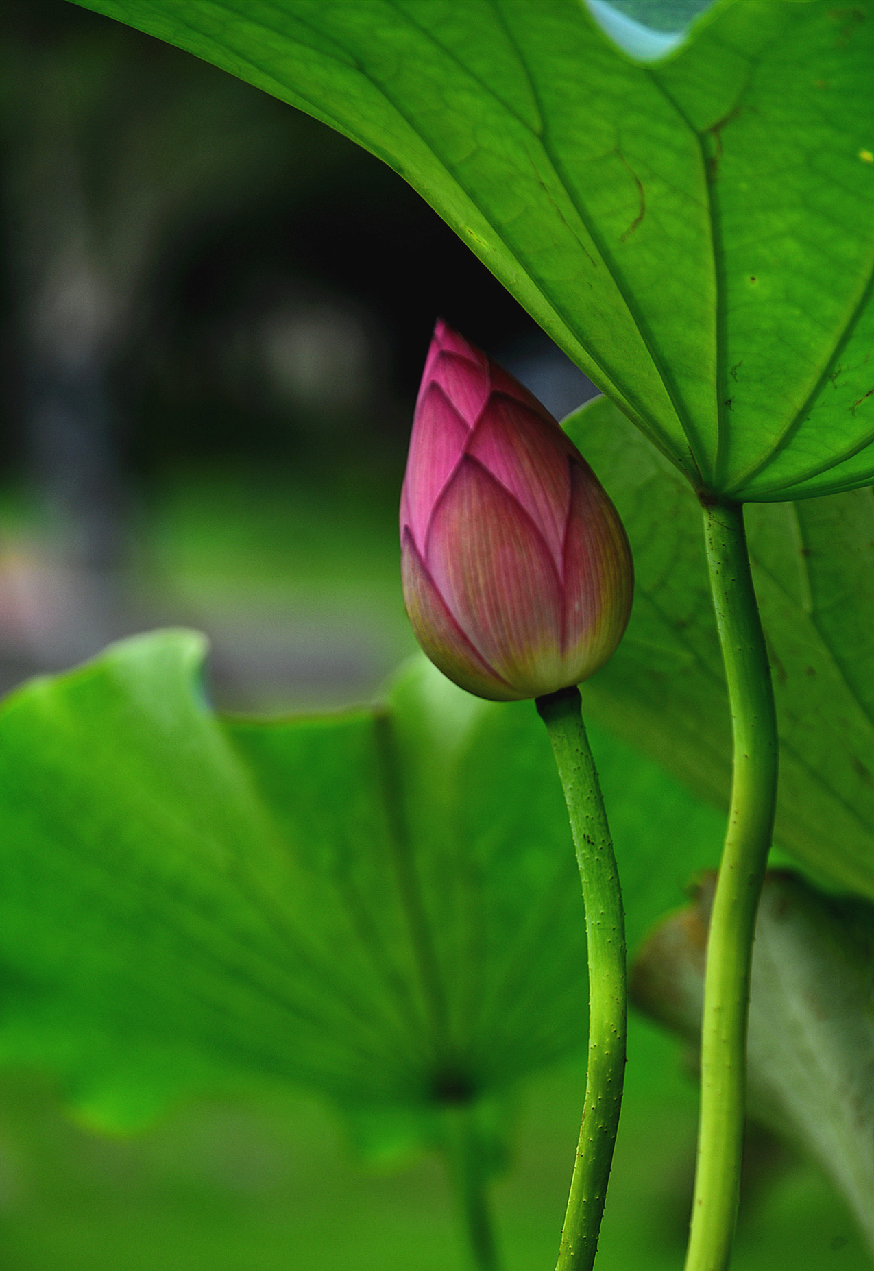 DSC_3375 n 2.jpg