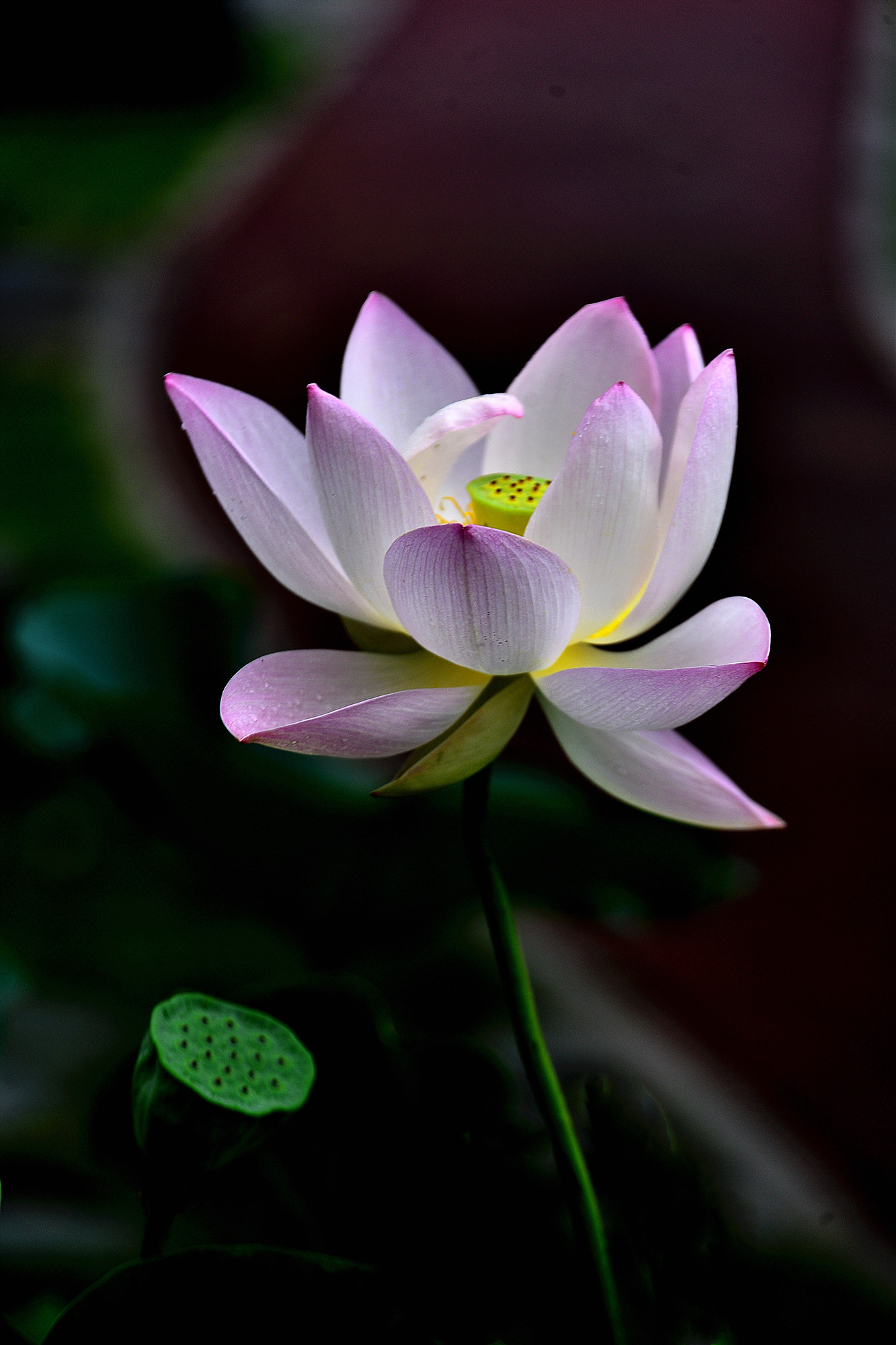 DSC_3376 n 2.jpg