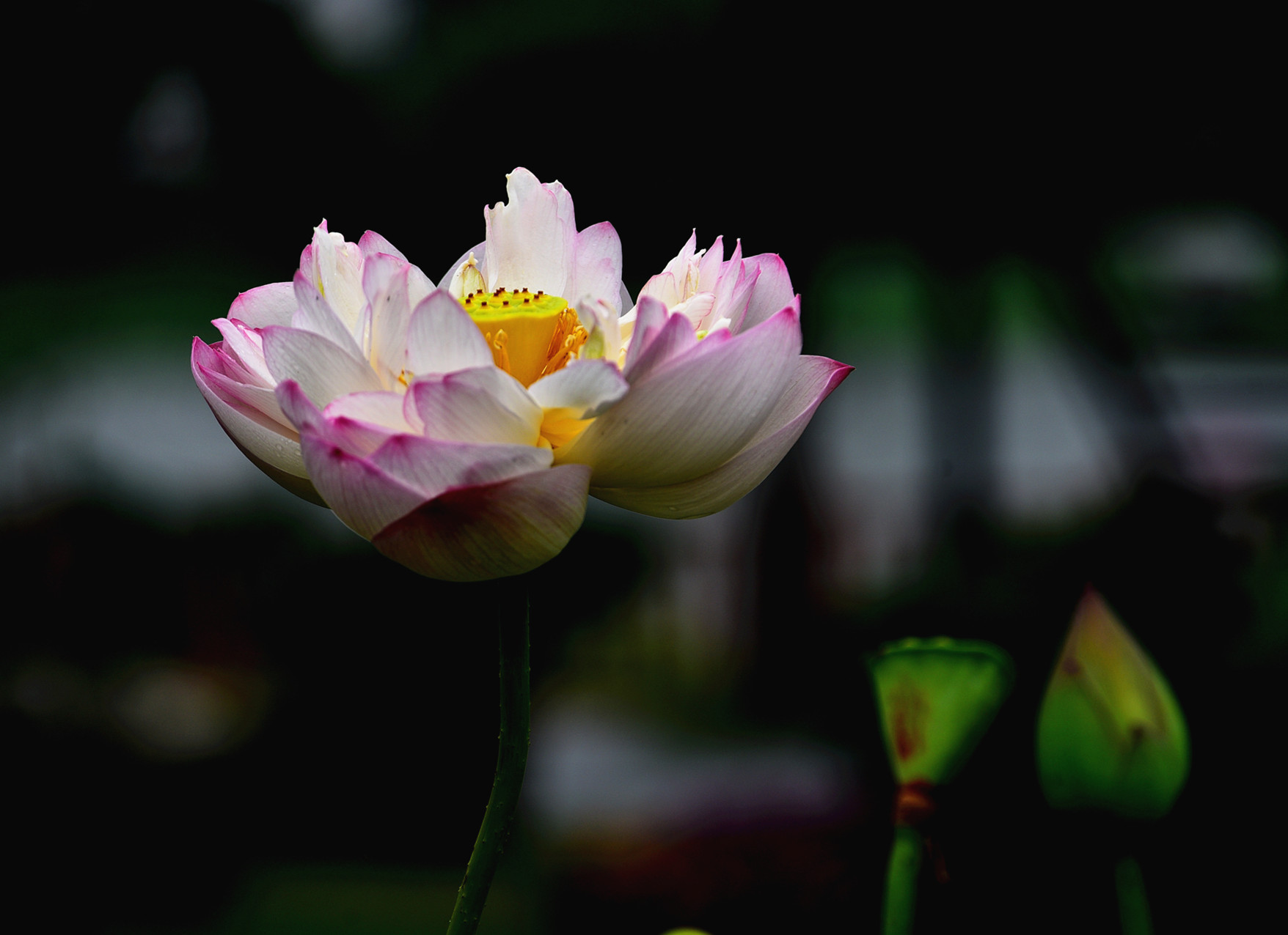 DSC_3389 n 2.jpg