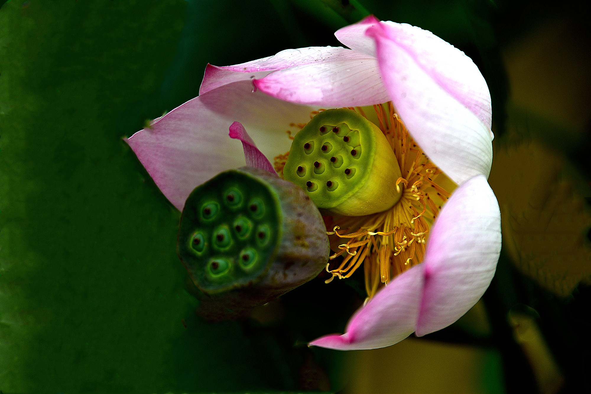 DSC_3388 n34.jpg