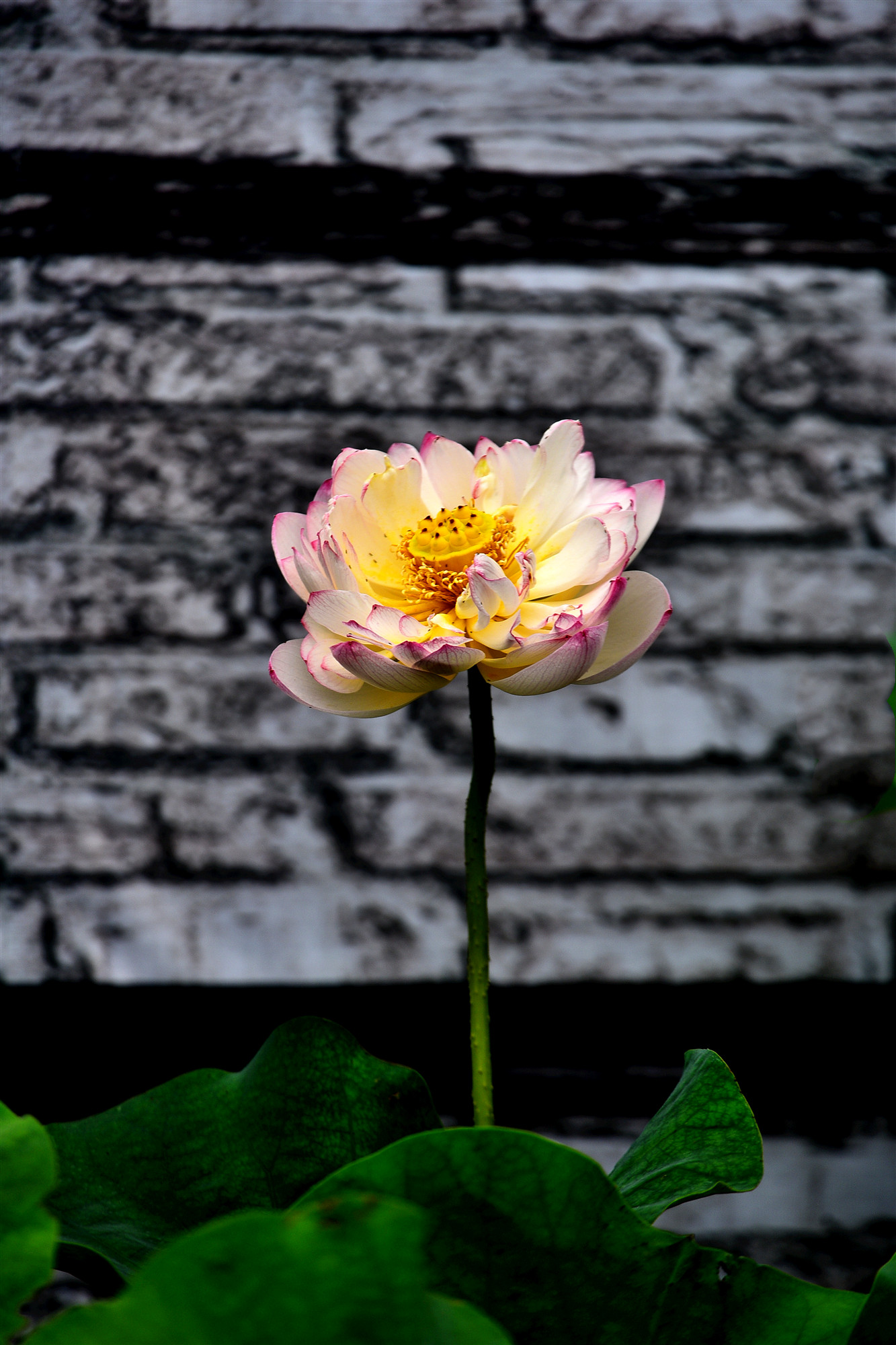 DSC_3403 n n.jpg