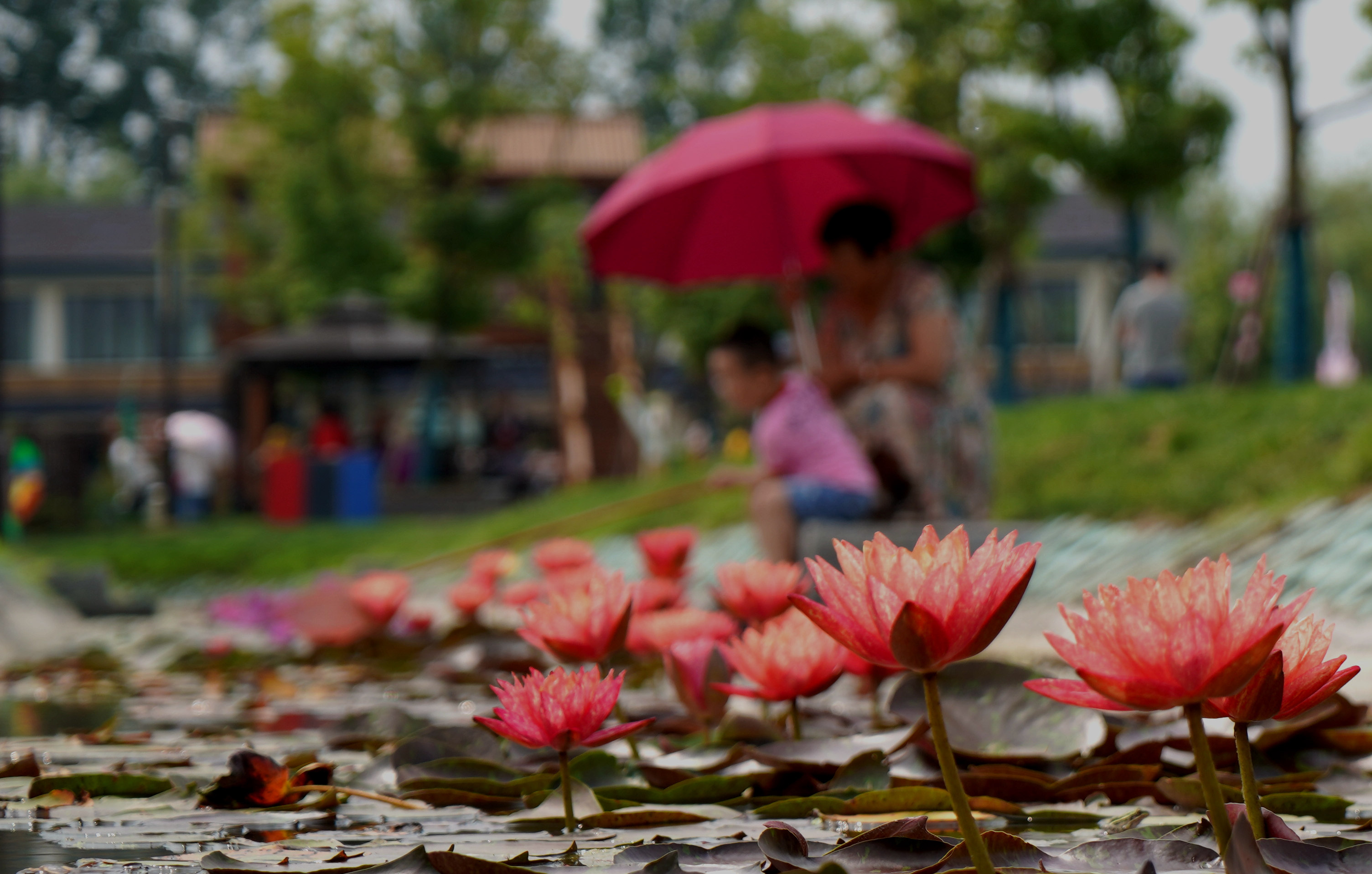 DSC09520_仓桥.jpg