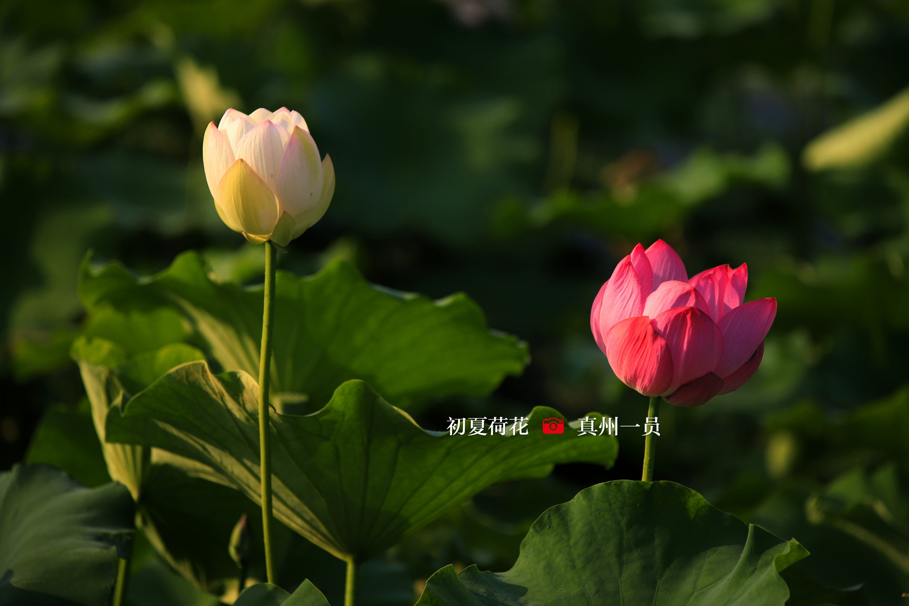 _MG_1134_mix02.jpg
