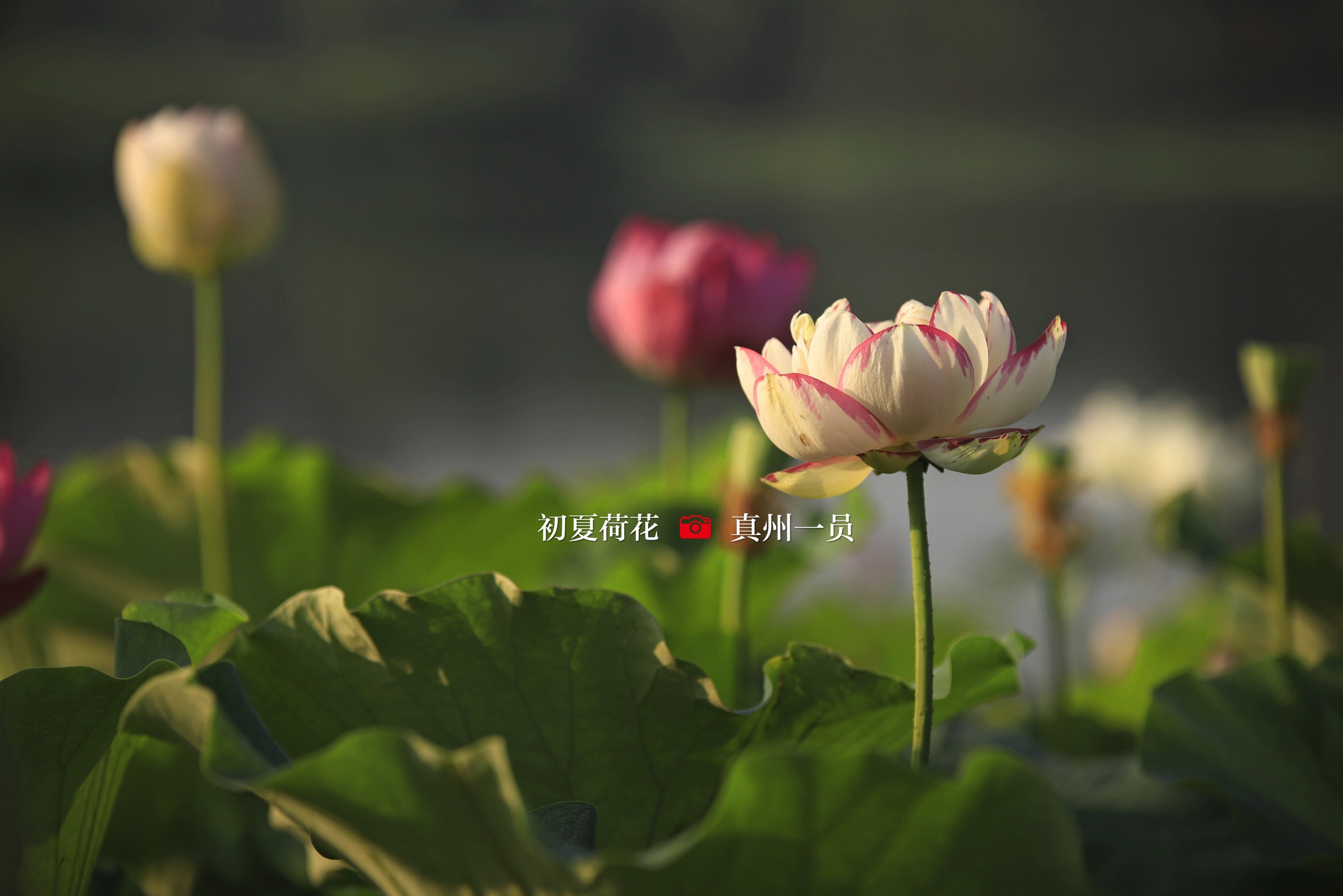 _MG_1134_mix02.jpg