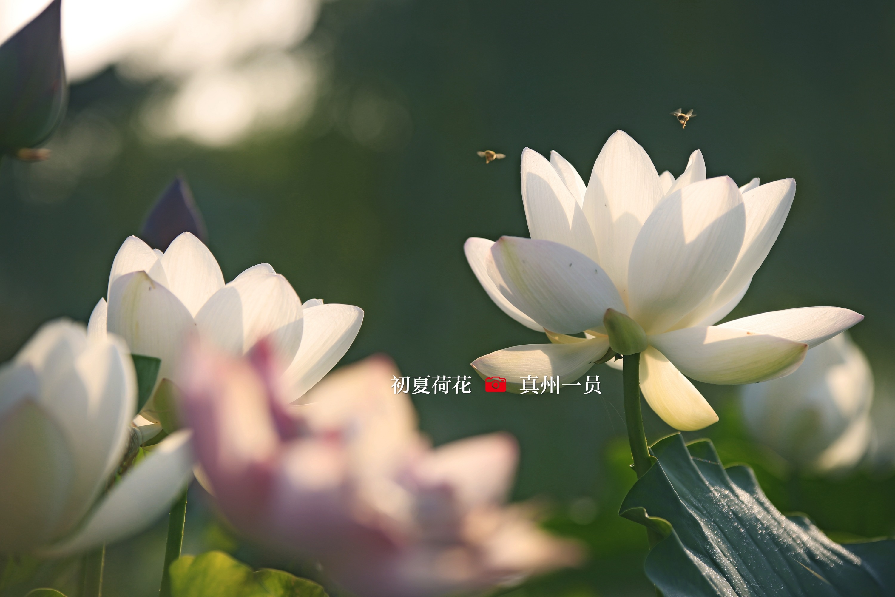 _MG_1134_mix02.jpg