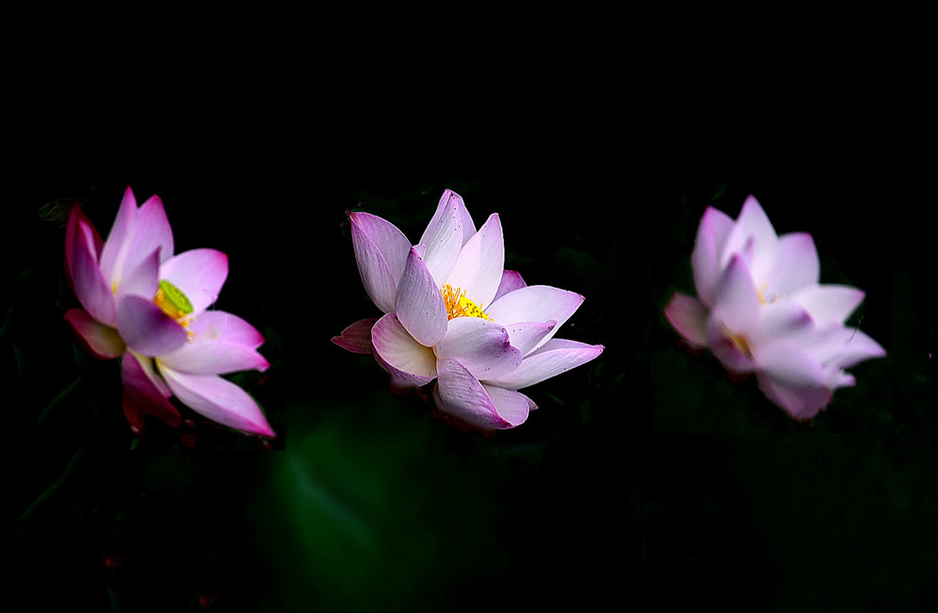 DSC_3444  mt2.jpg