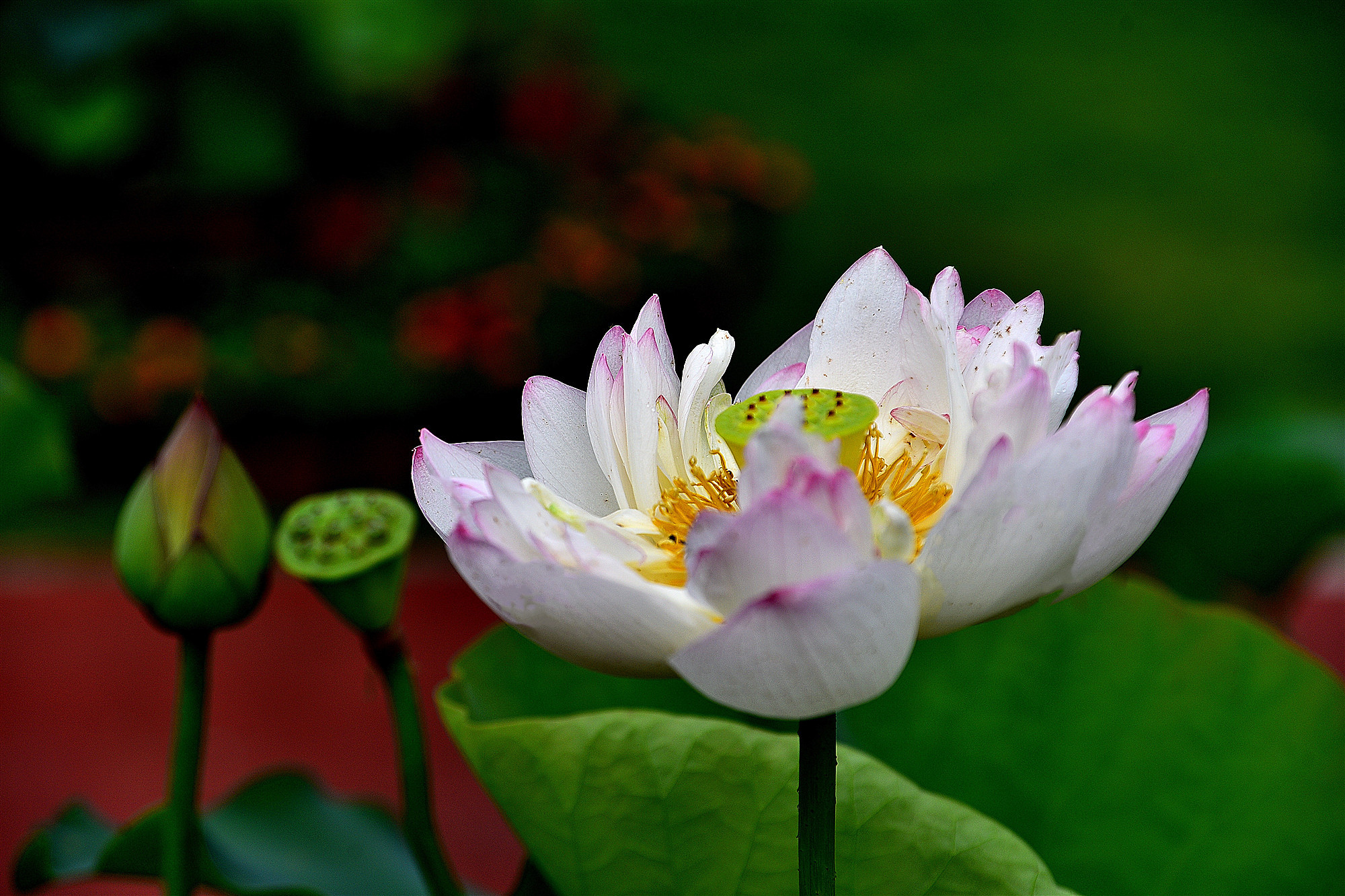 DSC_3490  mt2.jpg