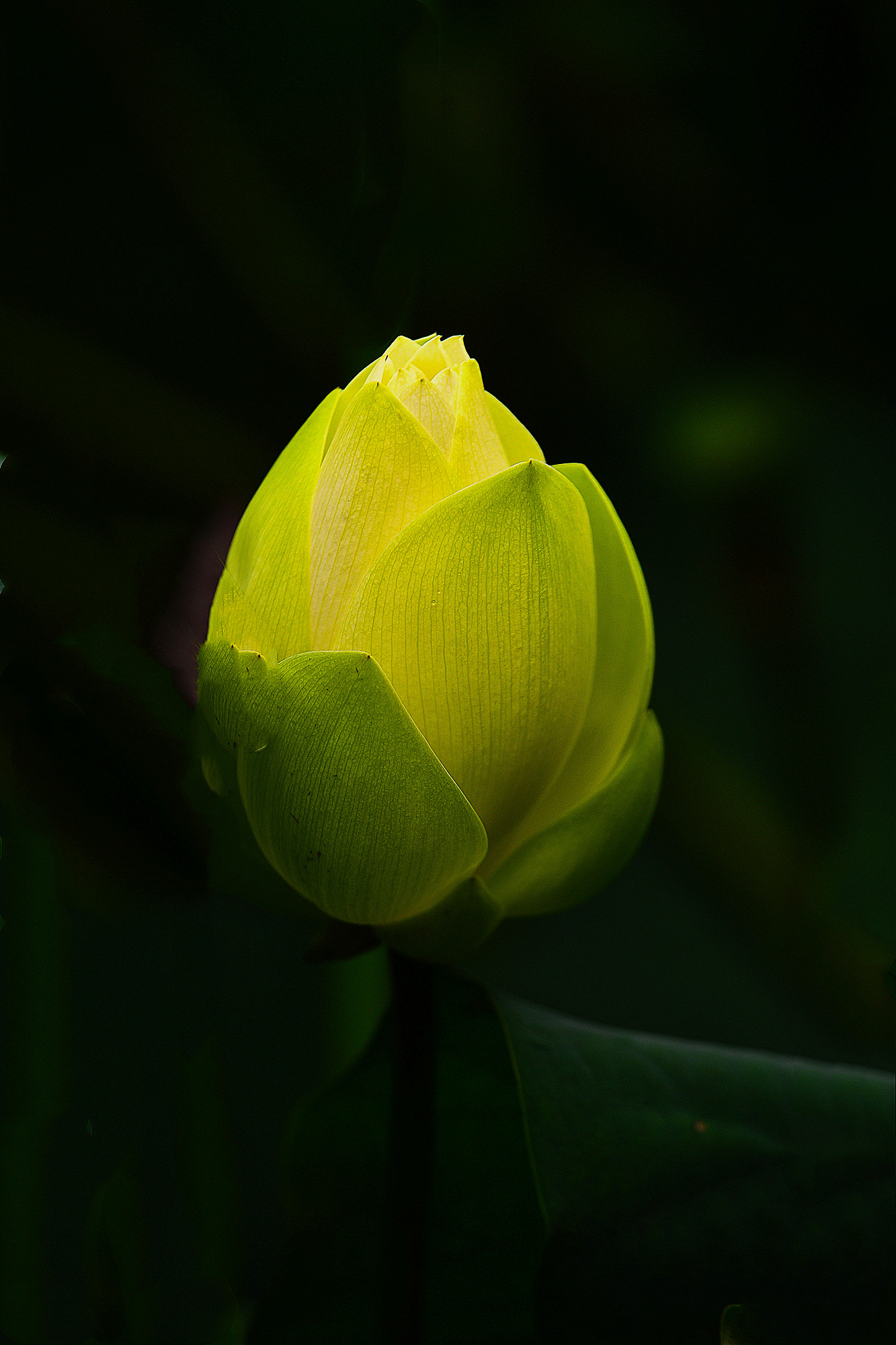 DSC_3568 n2.jpg