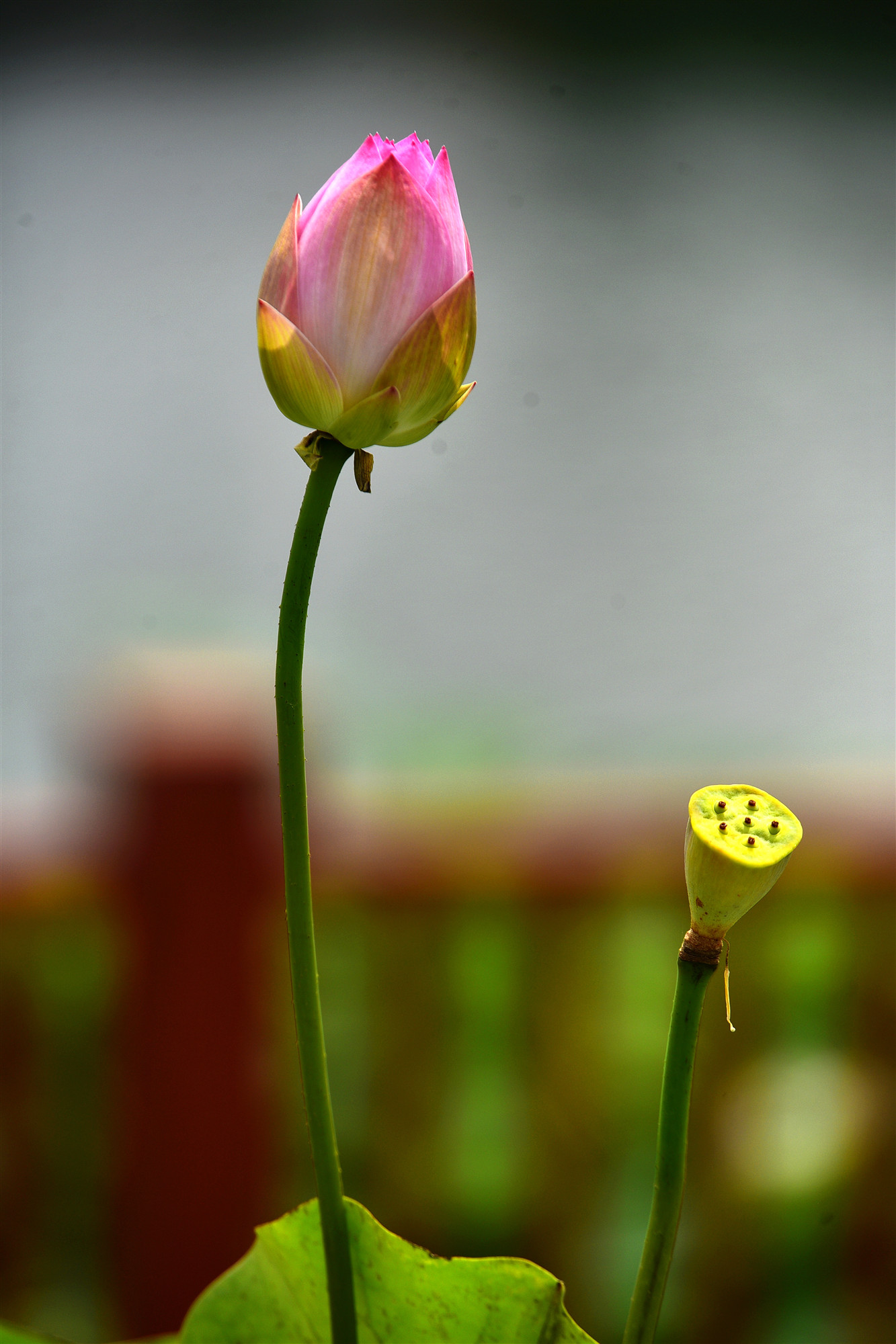 DSC_3577 n2.jpg