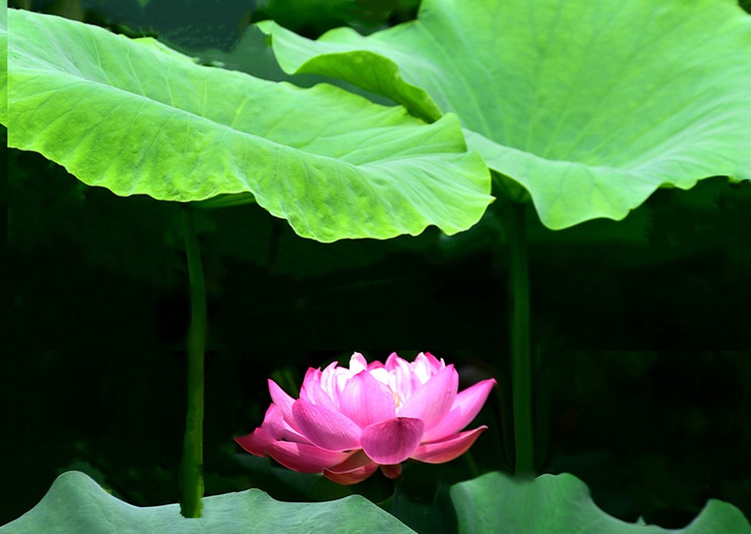 DSC_3569  mt2.jpg