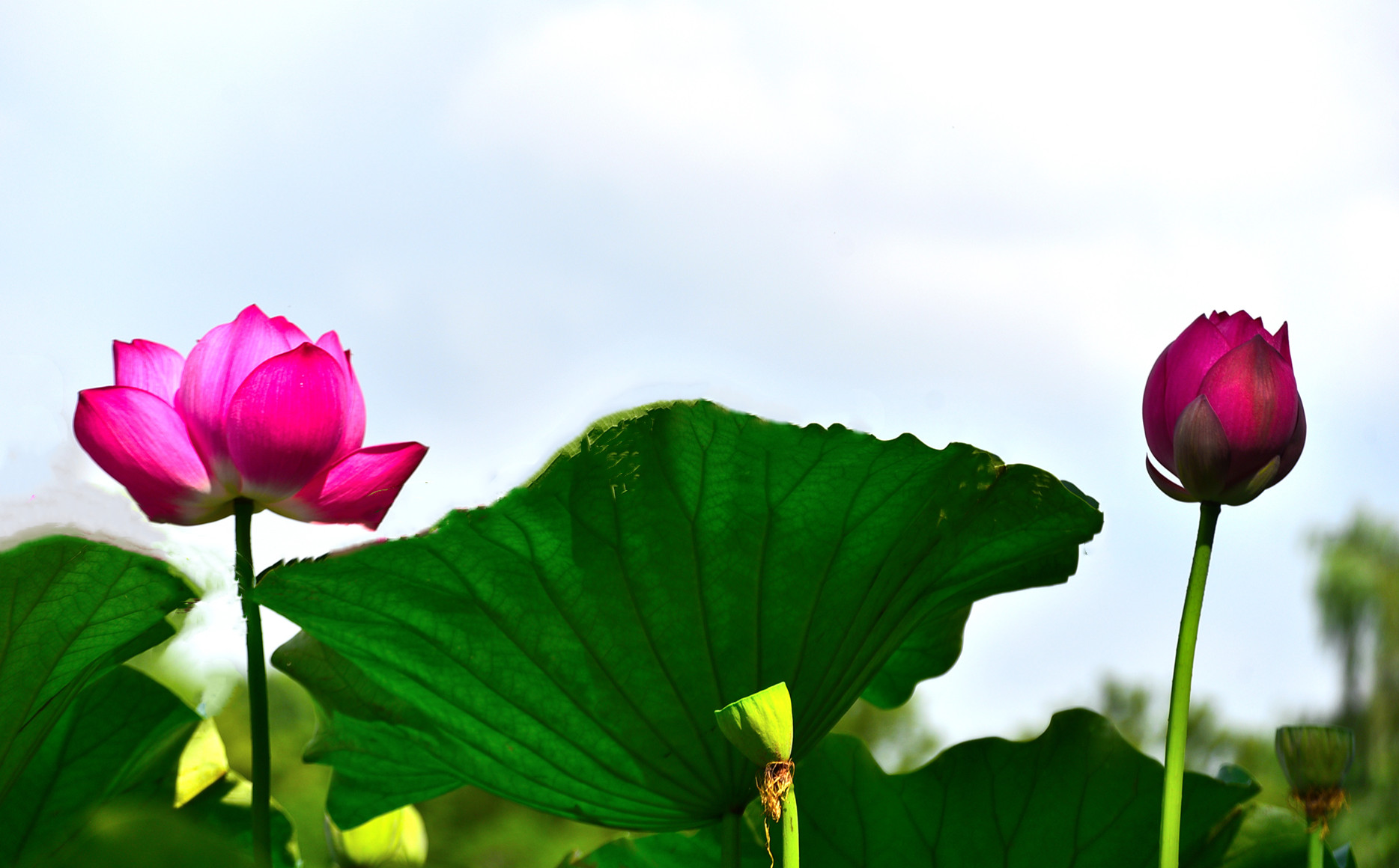DSC_3545 n mt2.jpg