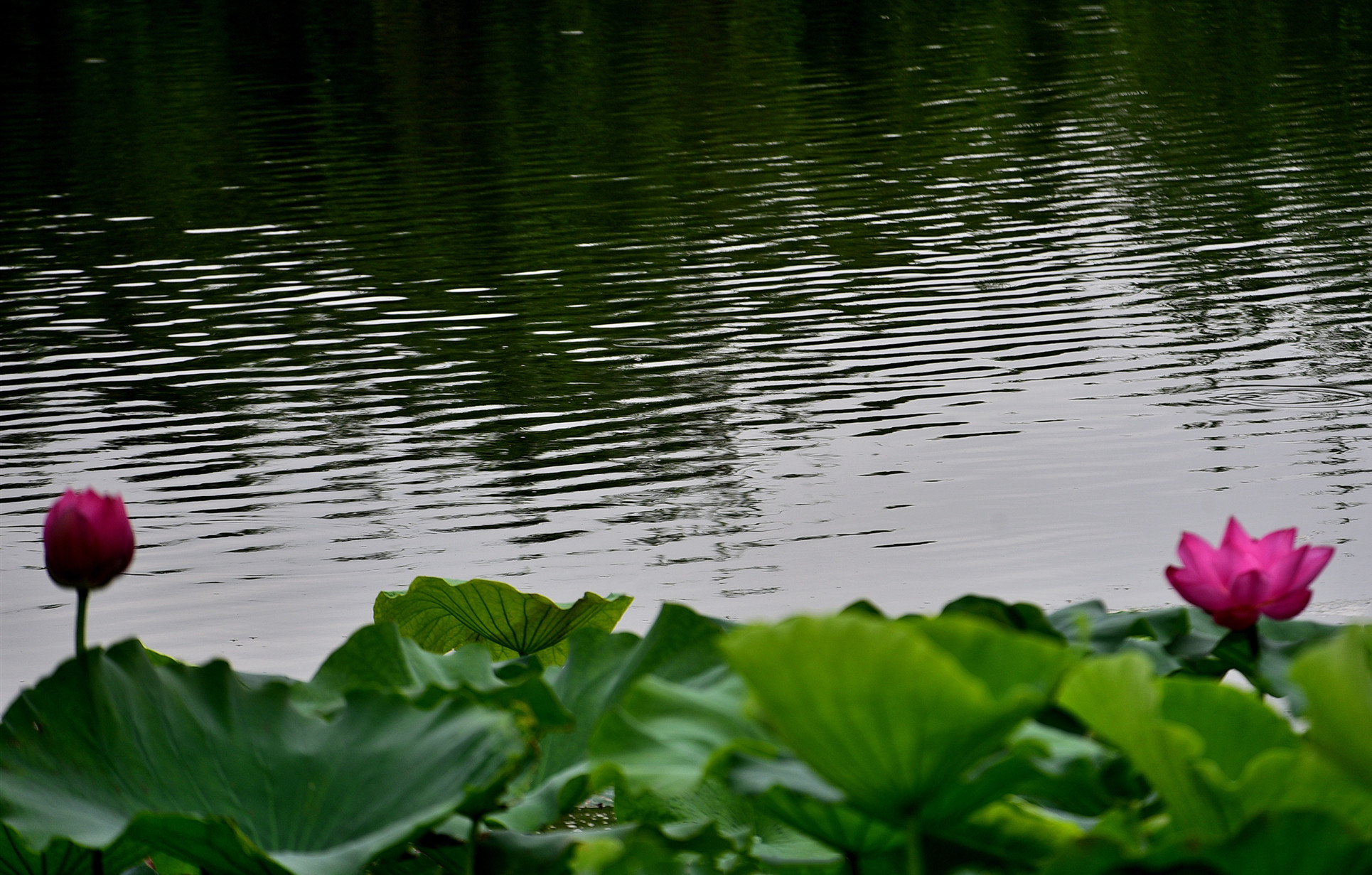 DSC_3471  mt.jpg