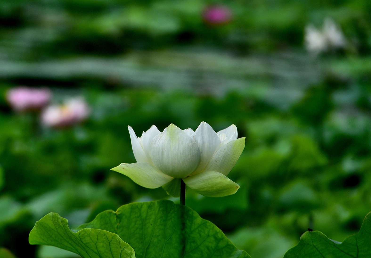 DSC_3520  mt2.jpg