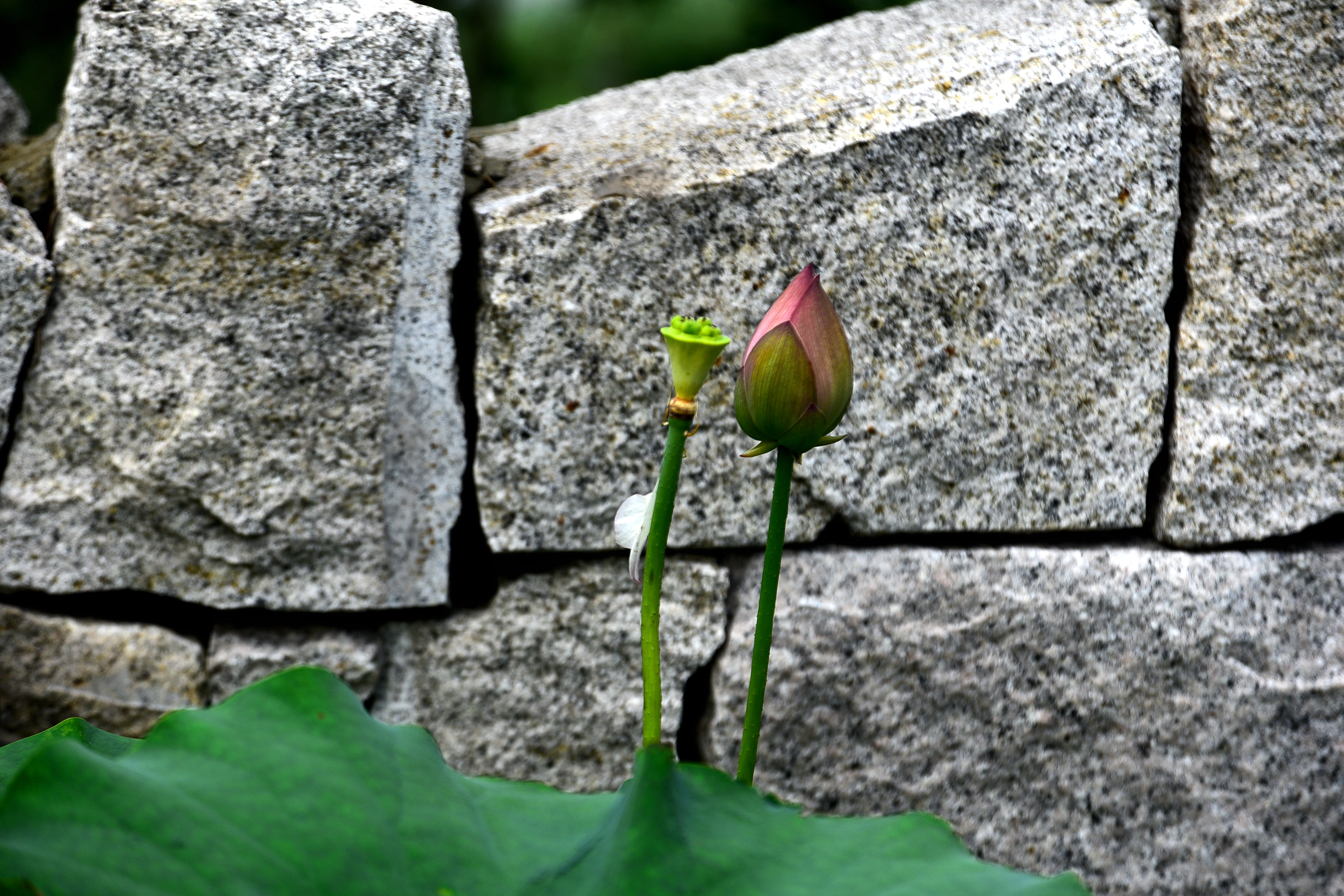 DSC_3532 n.JPG