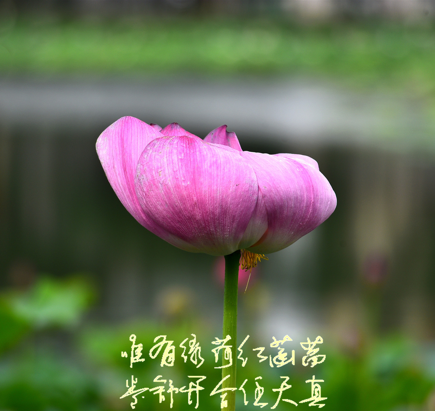 DSC_3536  mt 2.jpg