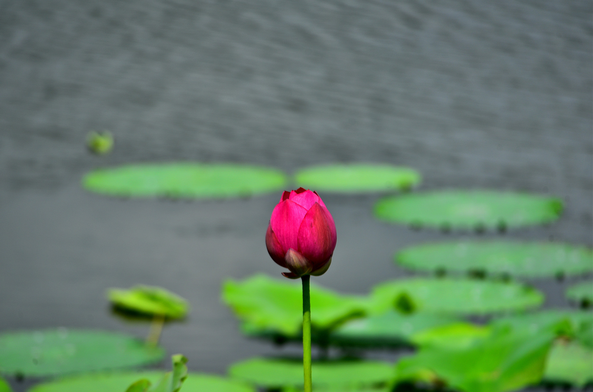 DSC_3558  mt2.jpg