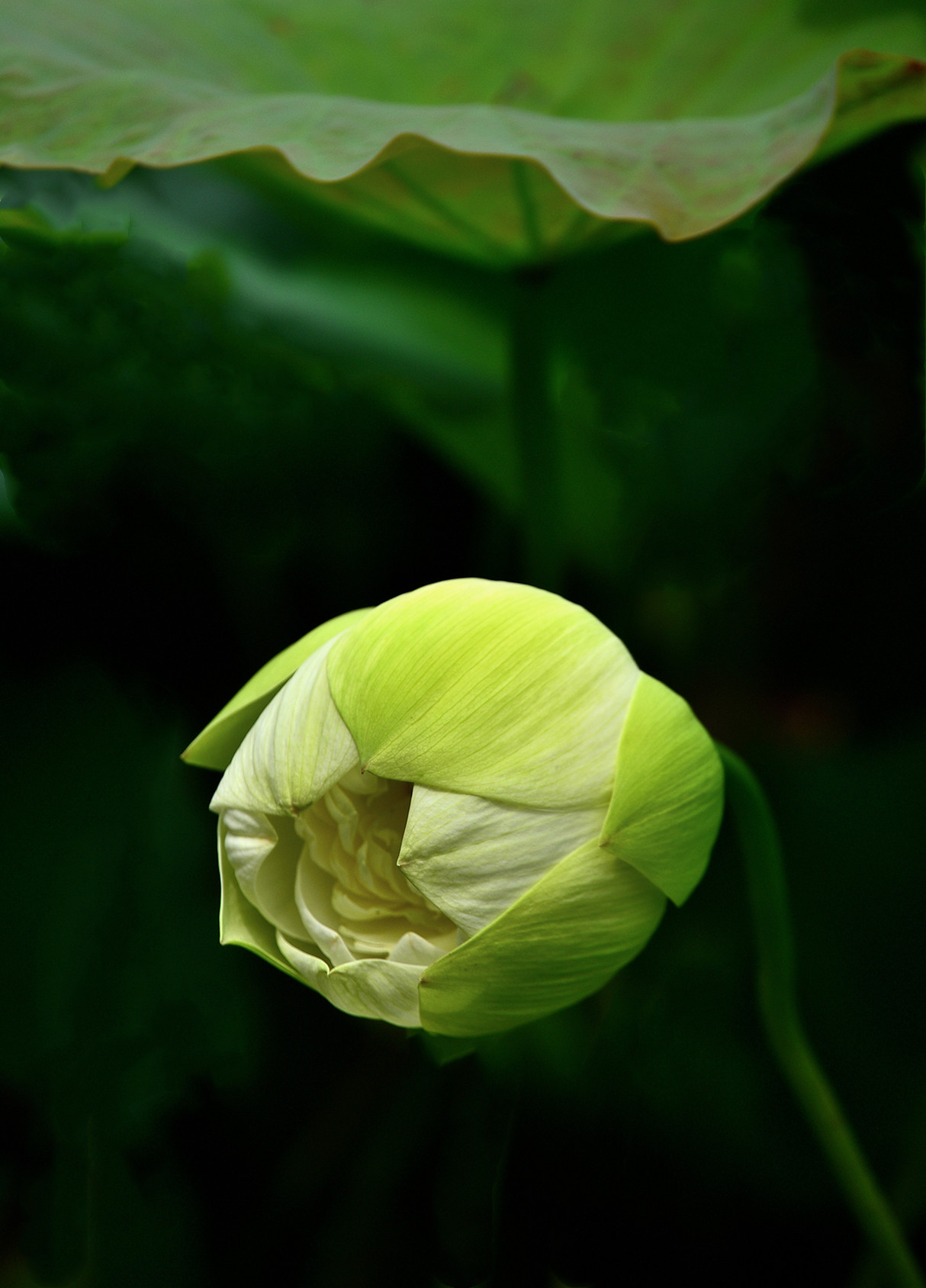 DSC_3572 n2.jpg