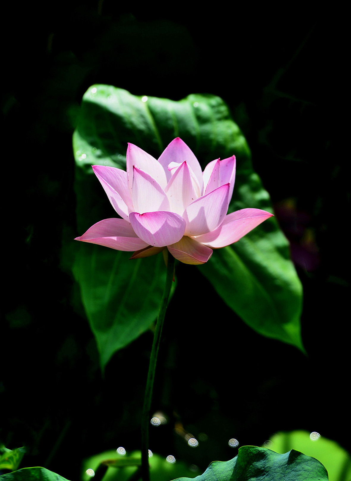 DSC_3505n n mt.jpg