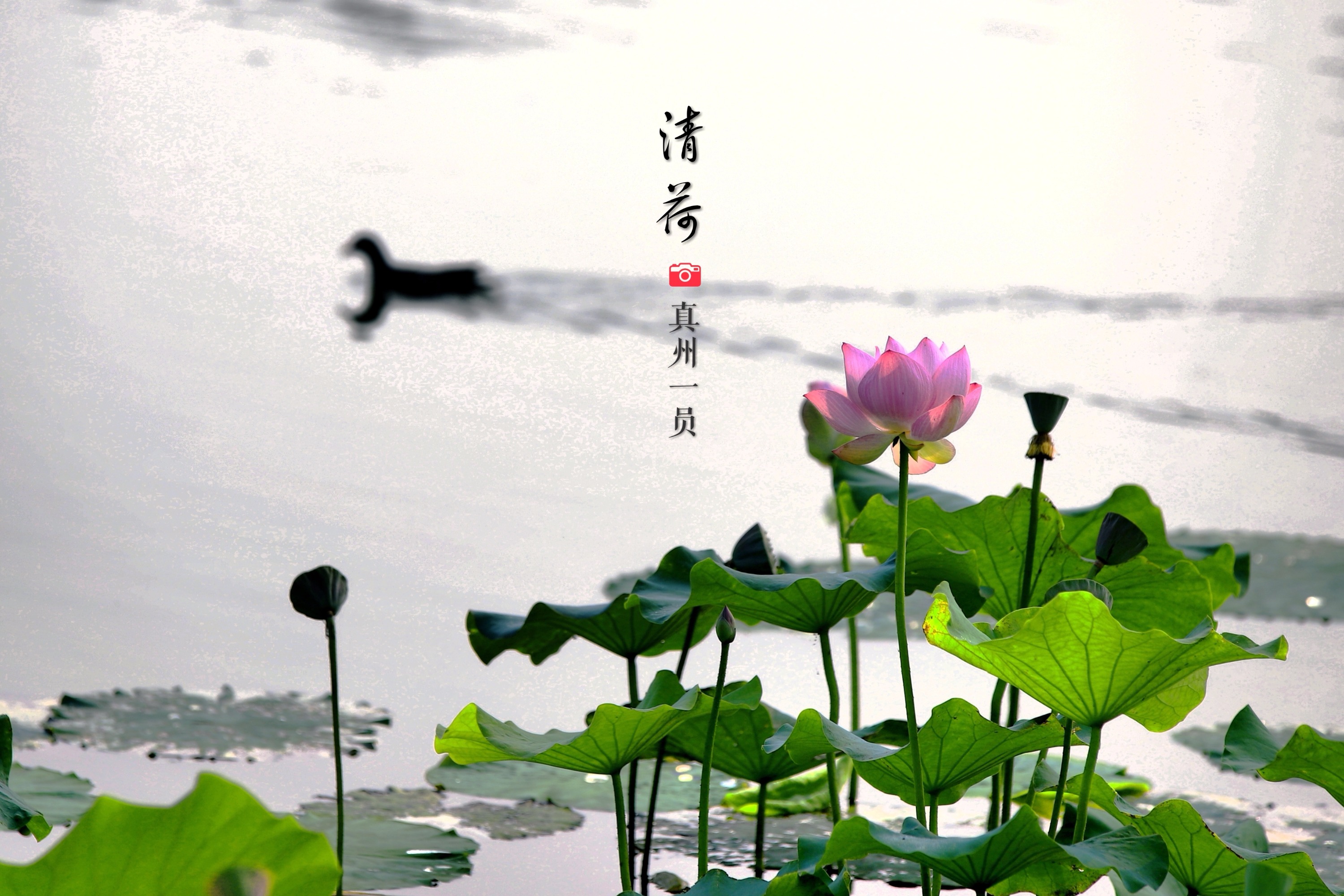 _MG_1312_mix01_mix02_mix01.jpg