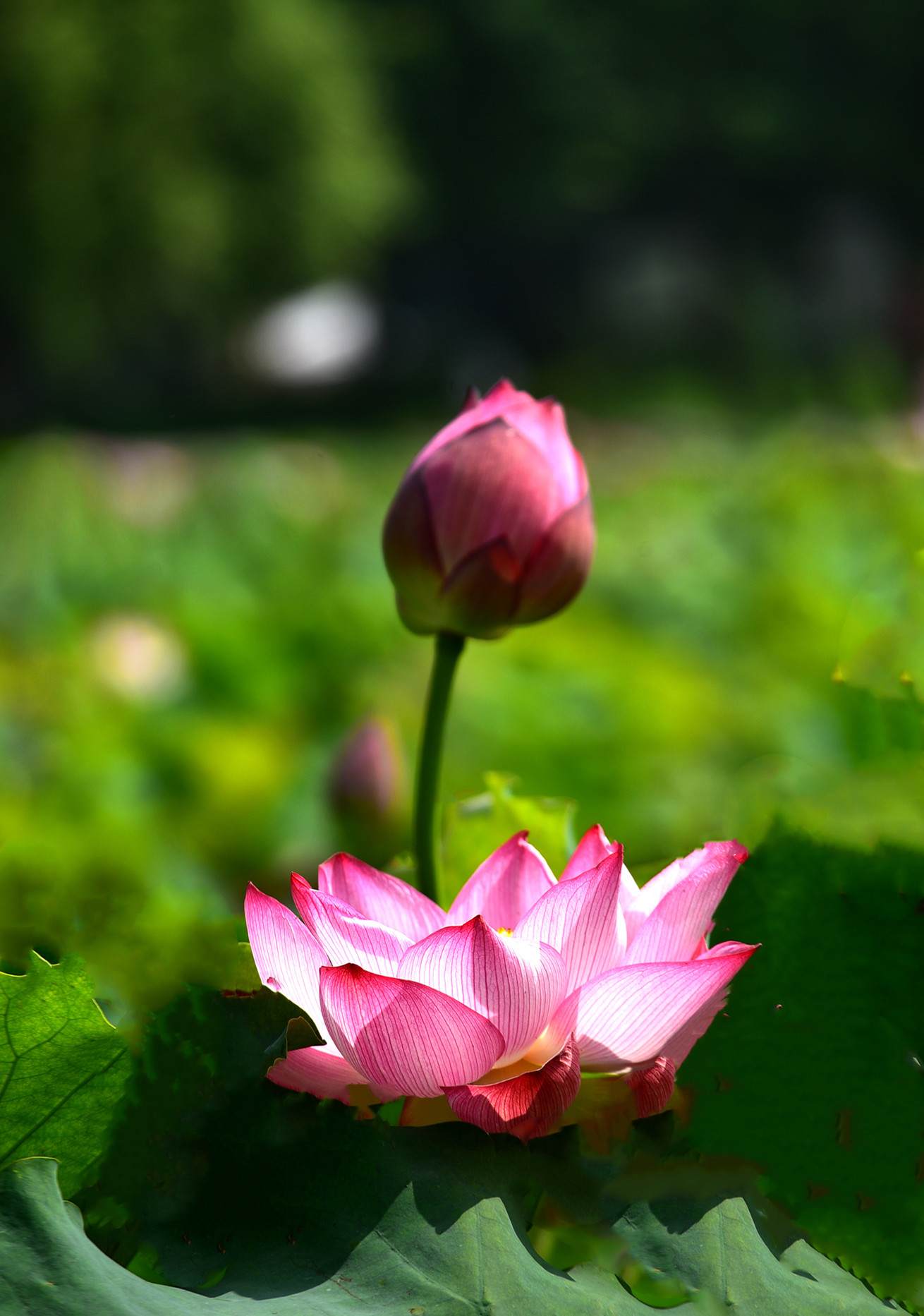 DSC_3625 n mt 2.jpg