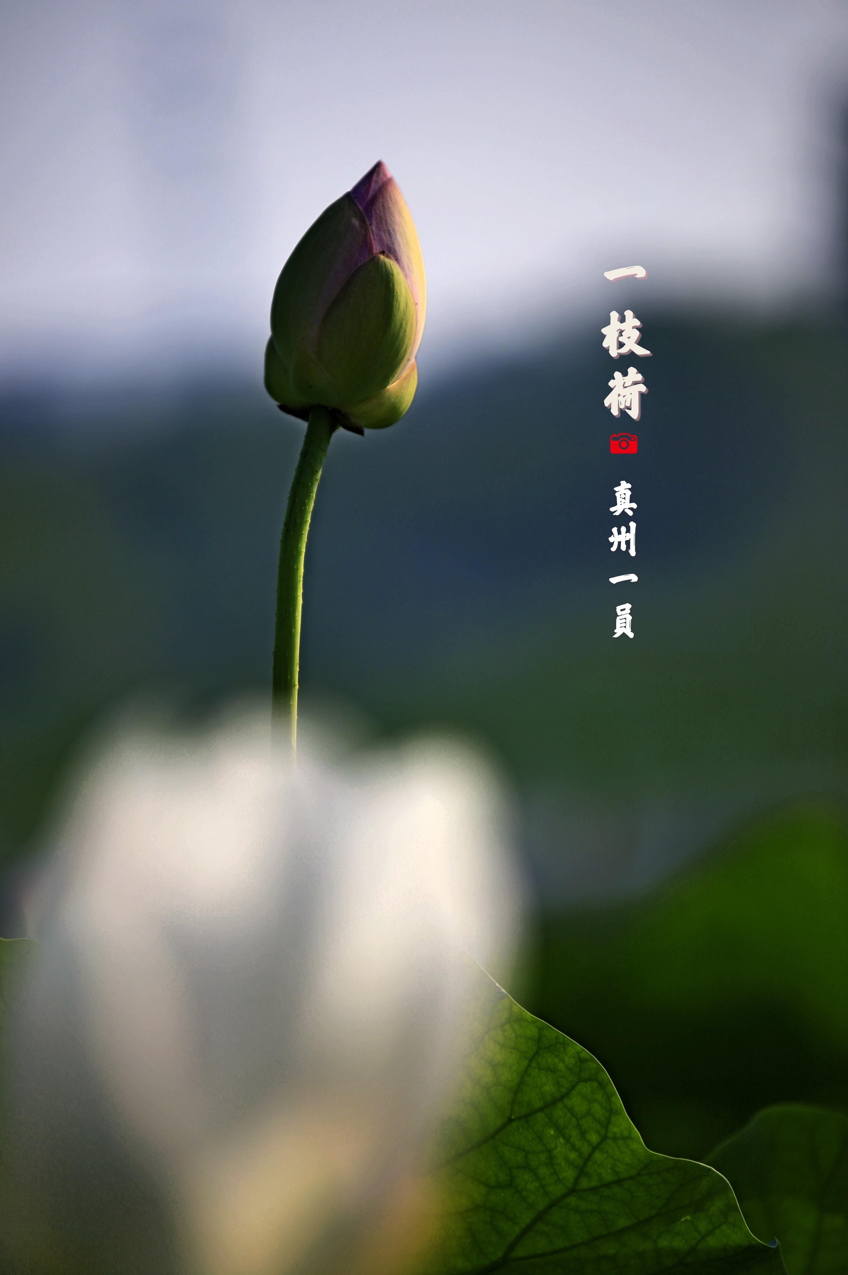 MG_1520_mix01_mix01.jpg